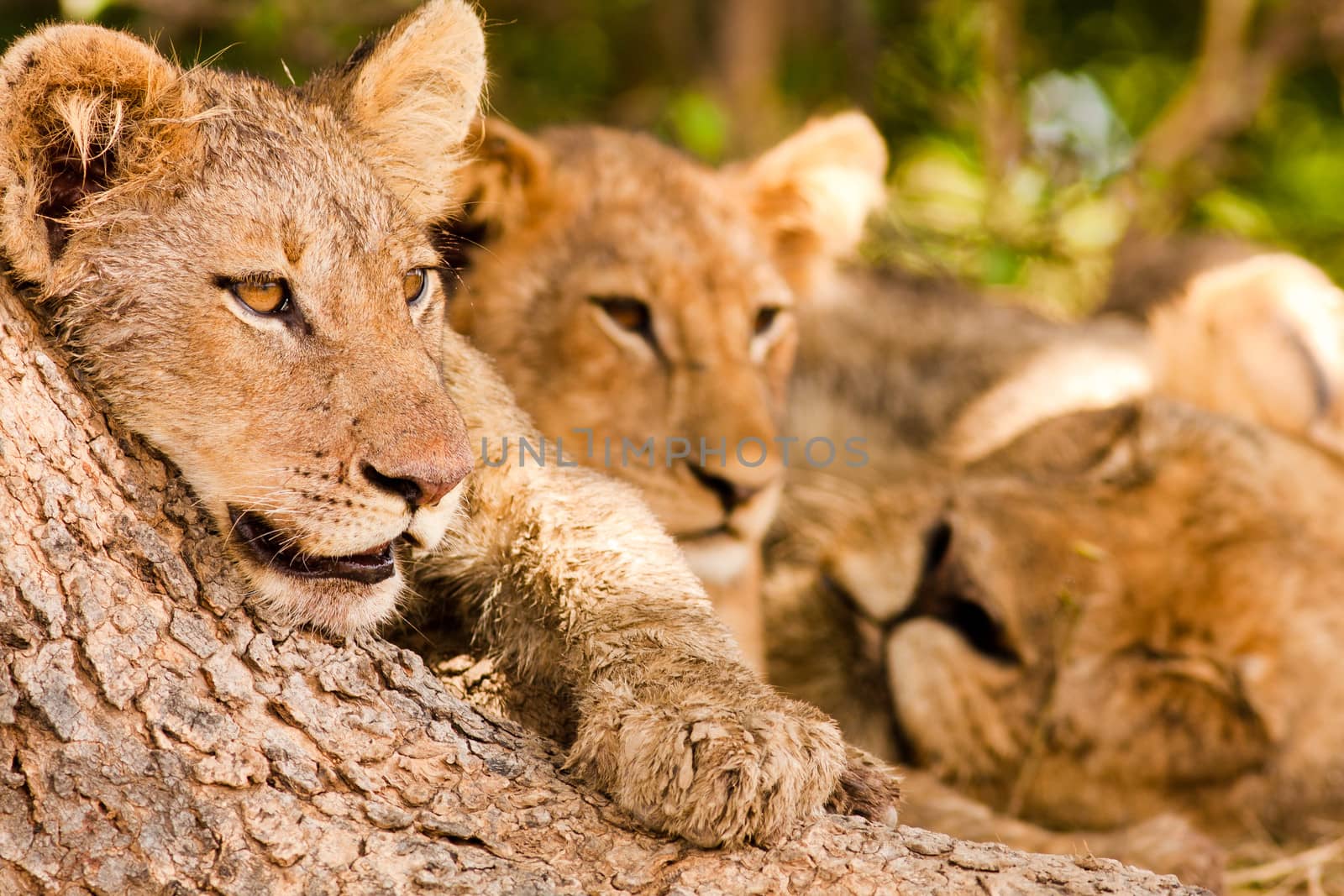 Pride of lions resting in the shade of a large tree