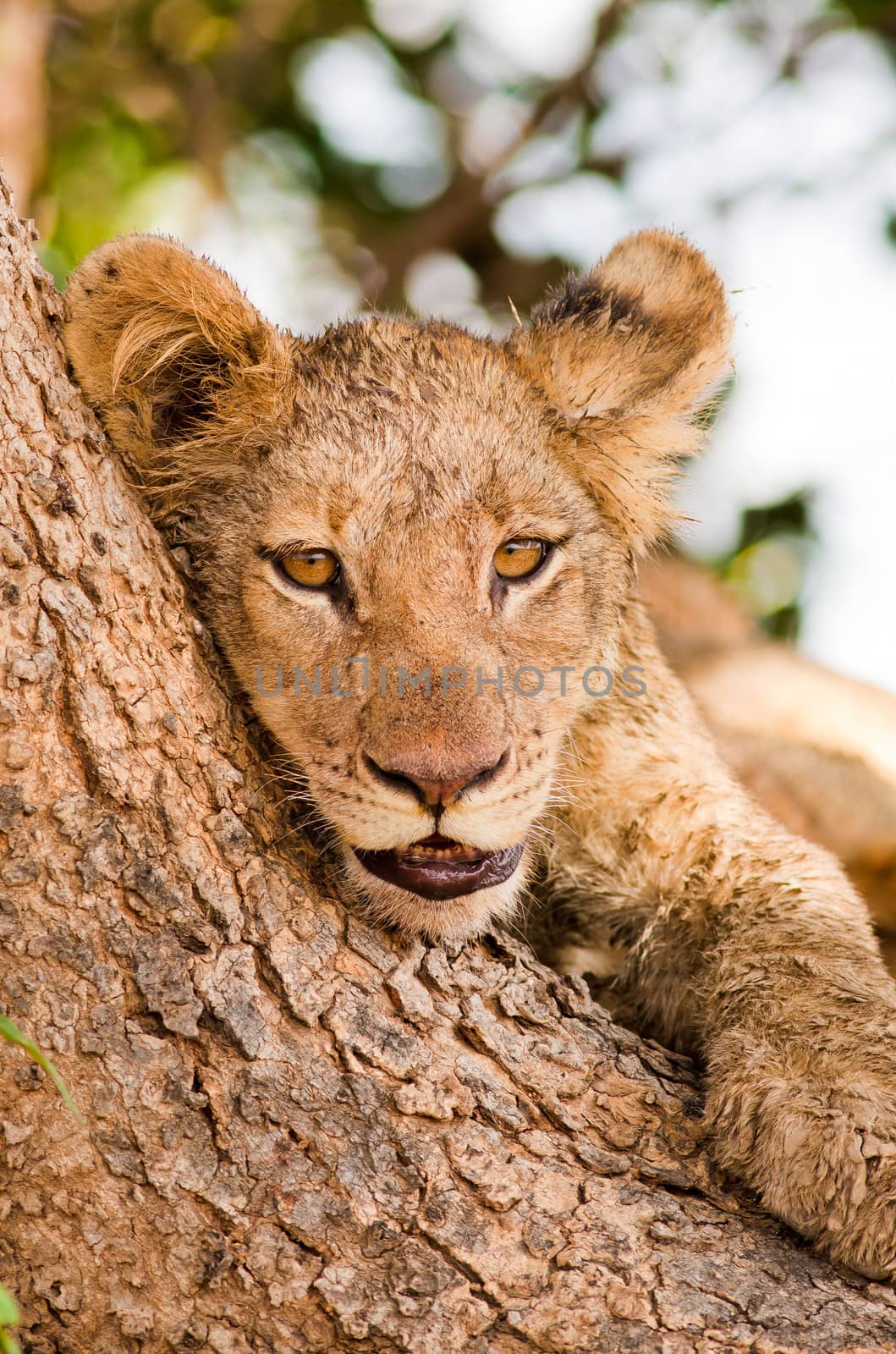 Cute Lion Cub resting against a tree