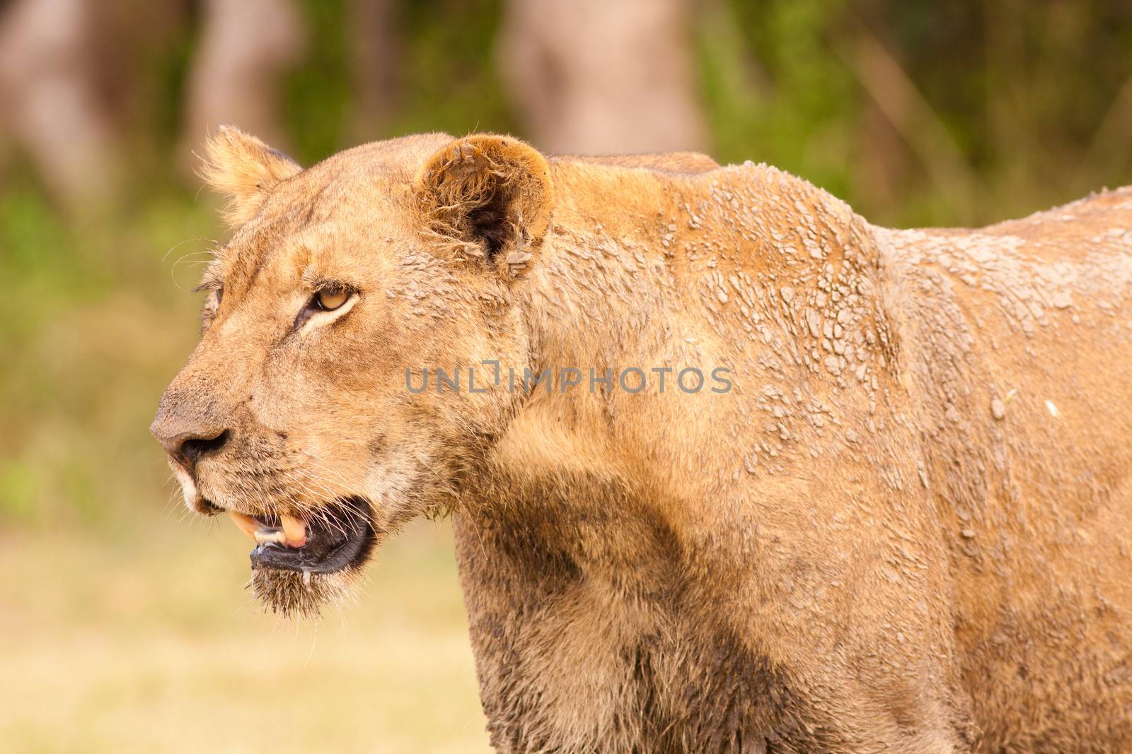 Close up of a wild African Lion