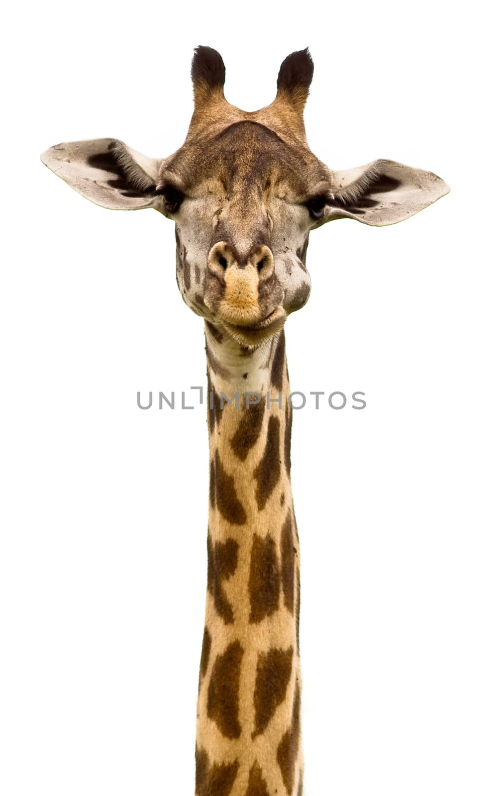 Giraffe Head isolated on a white background