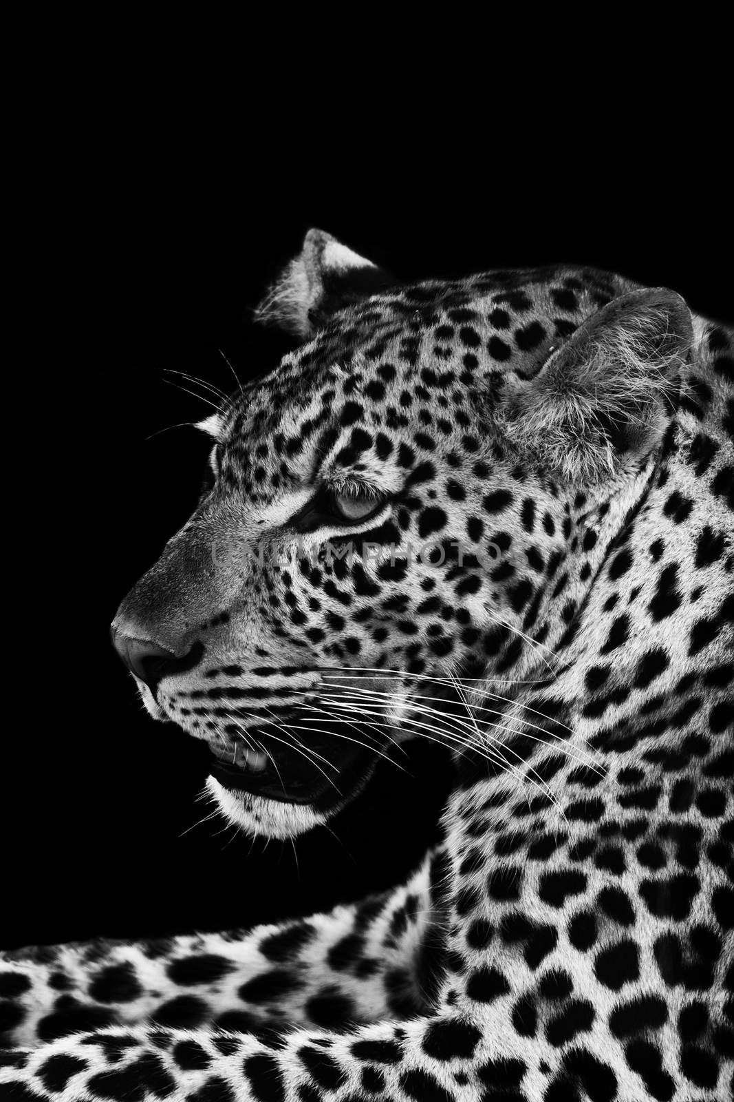 Black and white image of a wild Leopard