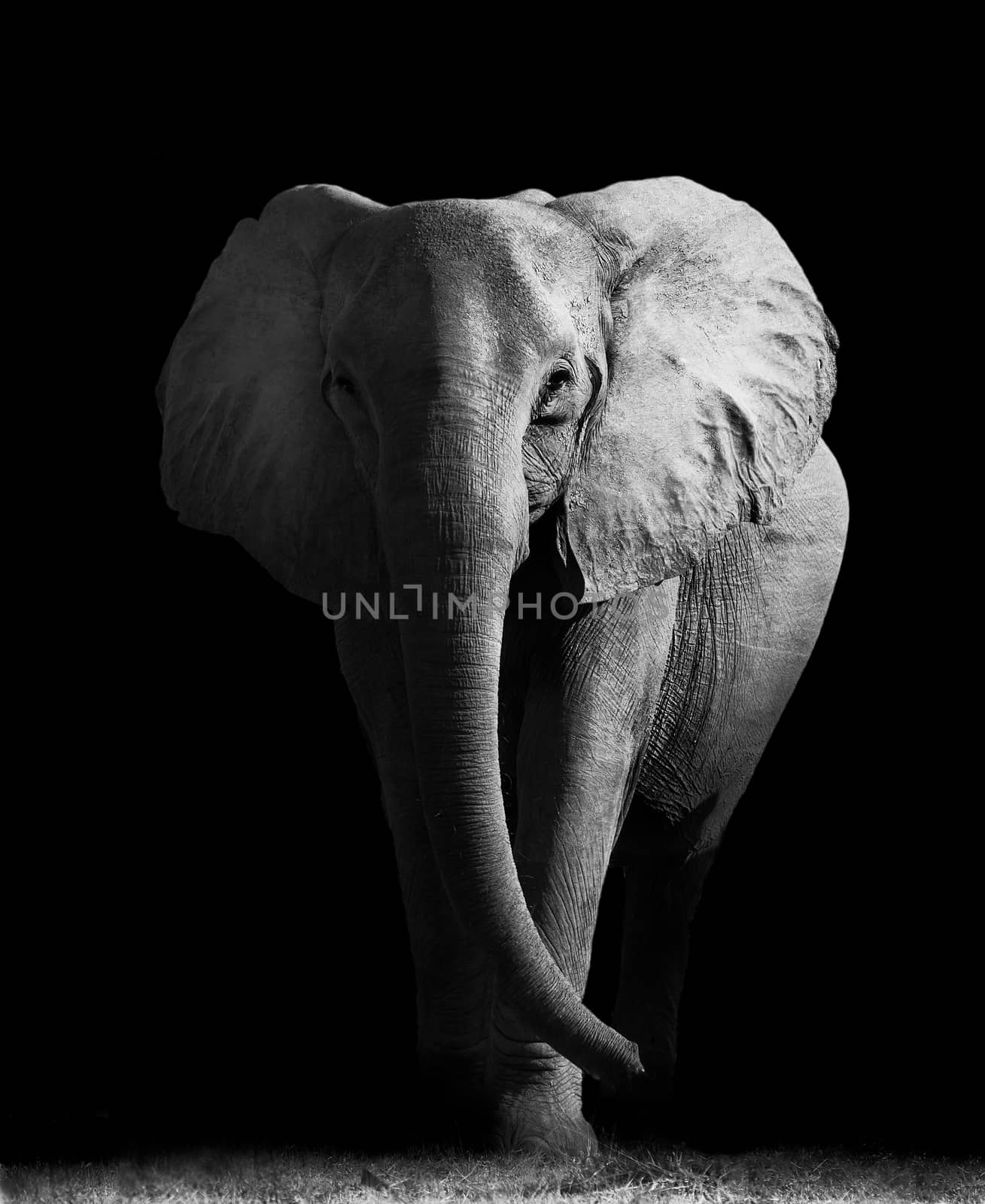 Artistic edit of an African elephant walking out of the darkness