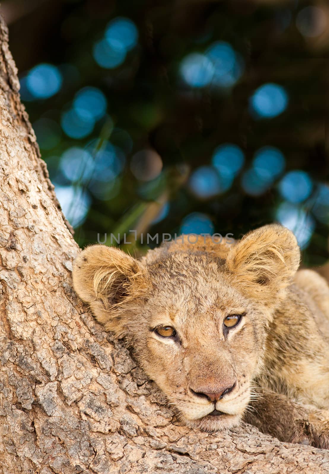 Cute Lion Cub resting in the shade of a large tree