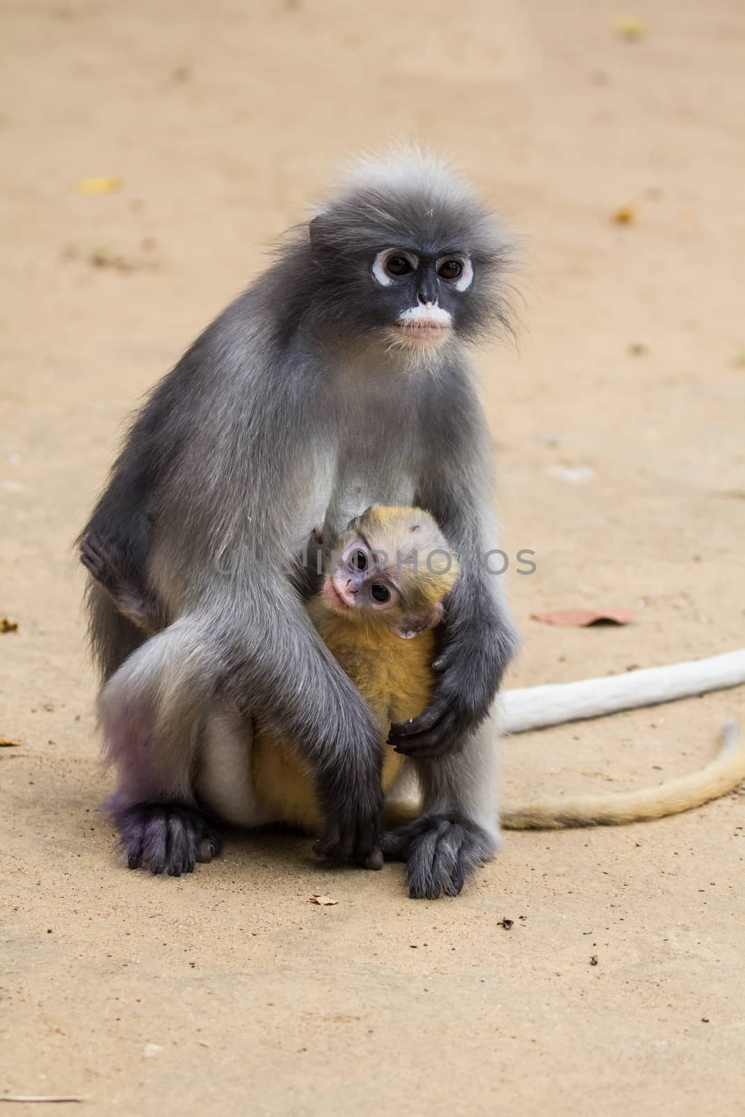 Dusky Leaf Monkey by lavoview