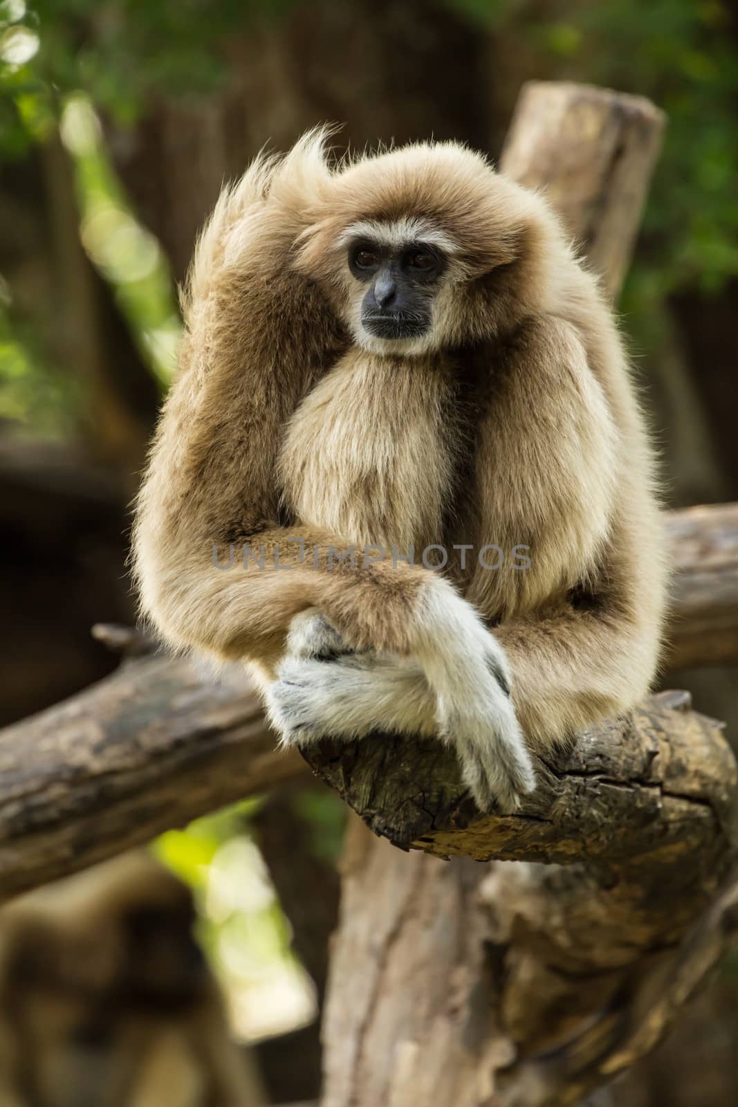 White gibbon sitting on timber in zoo, Thailand.