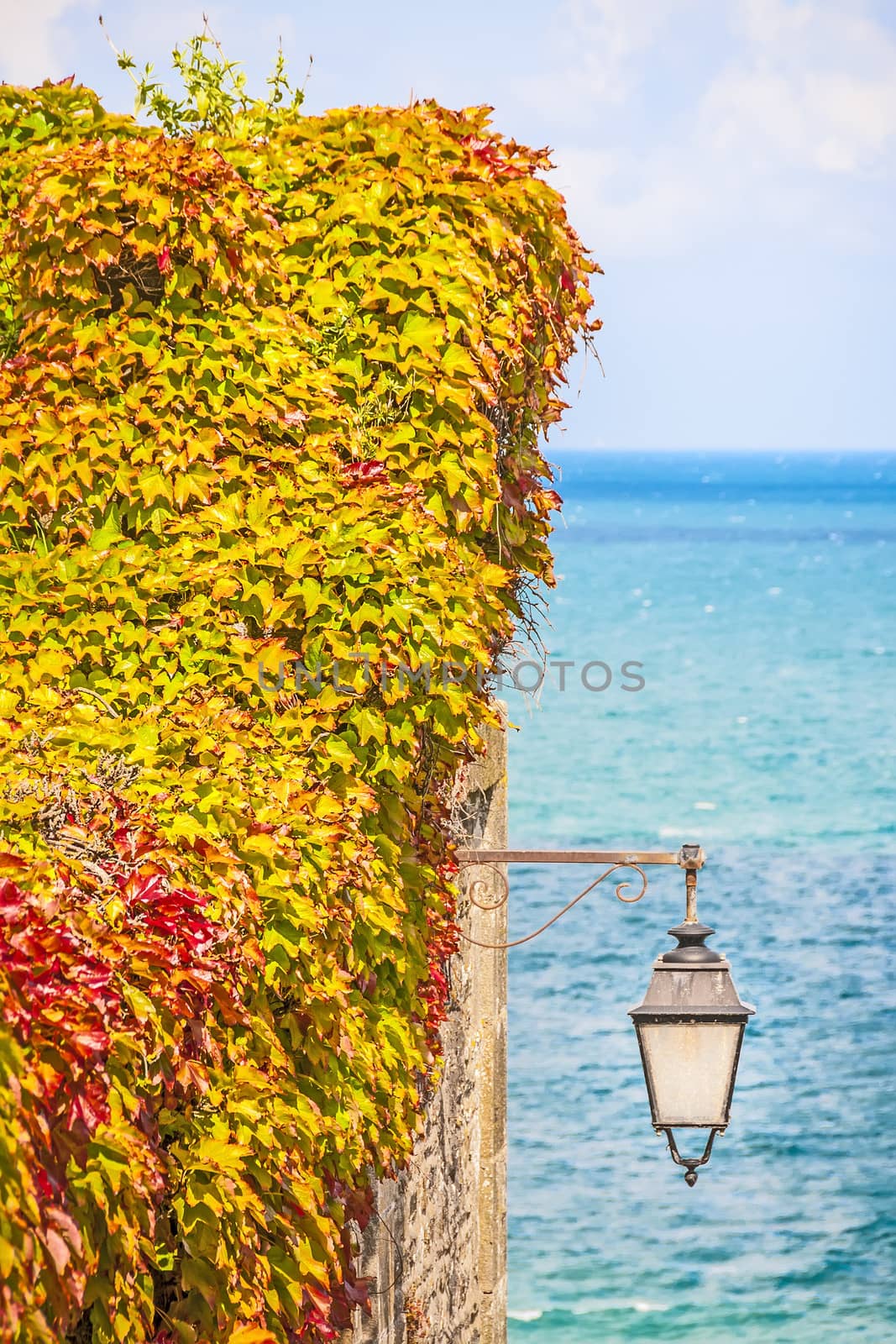 Wild vines leaves on a wall with a lamp by w20er