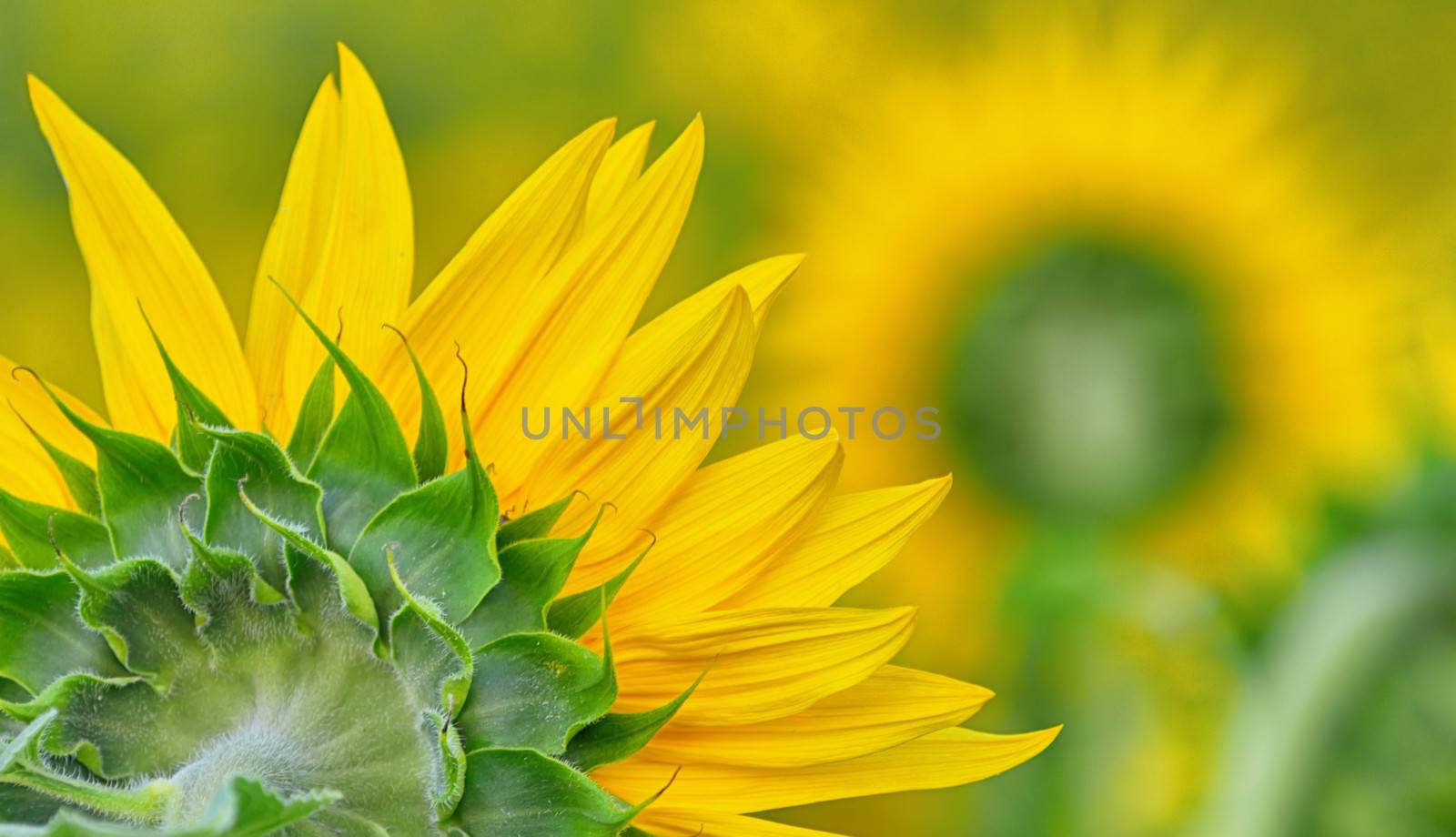 macro of sunflower on green bokeh background