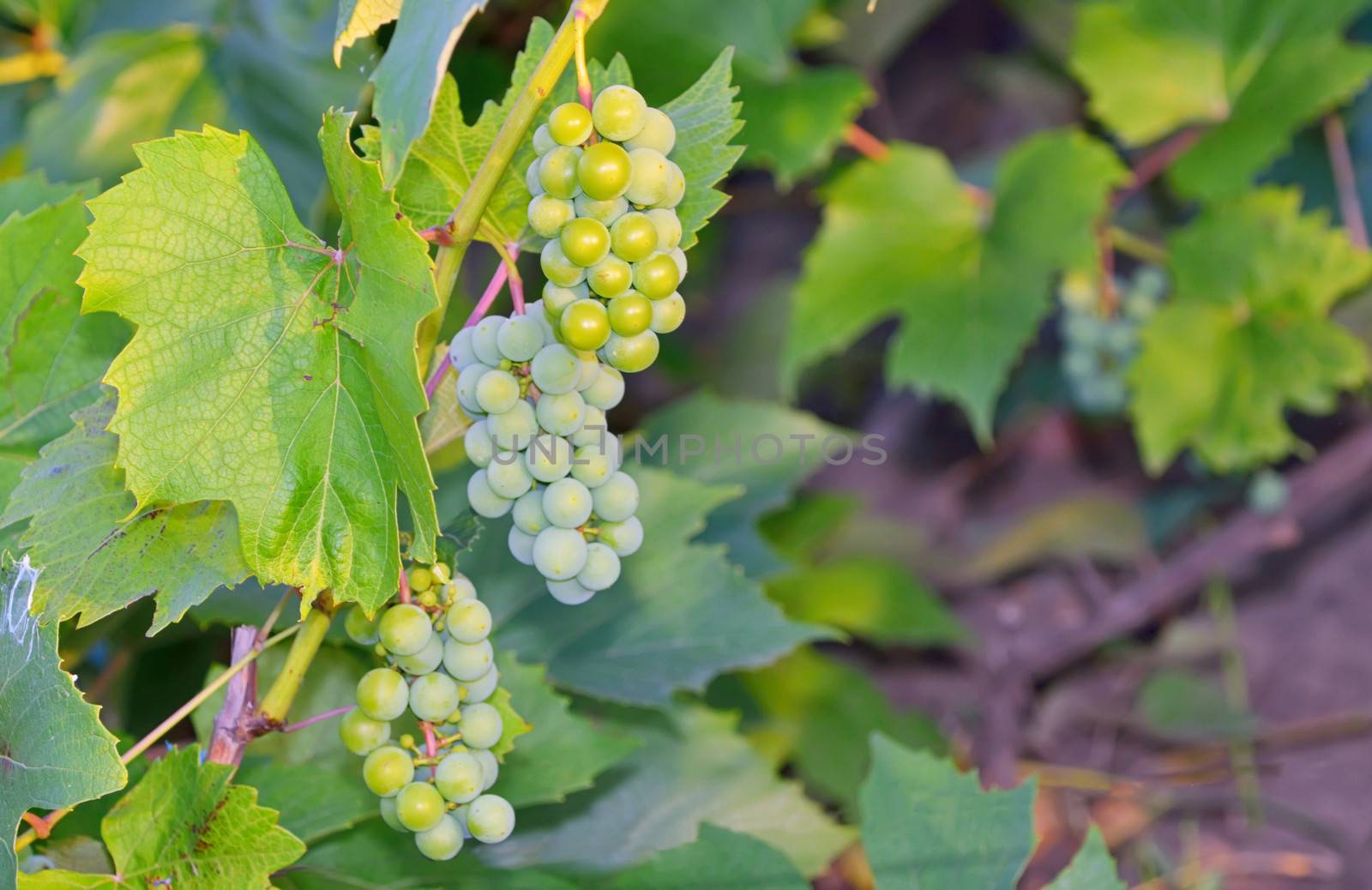 three bunch of grapes on the vine