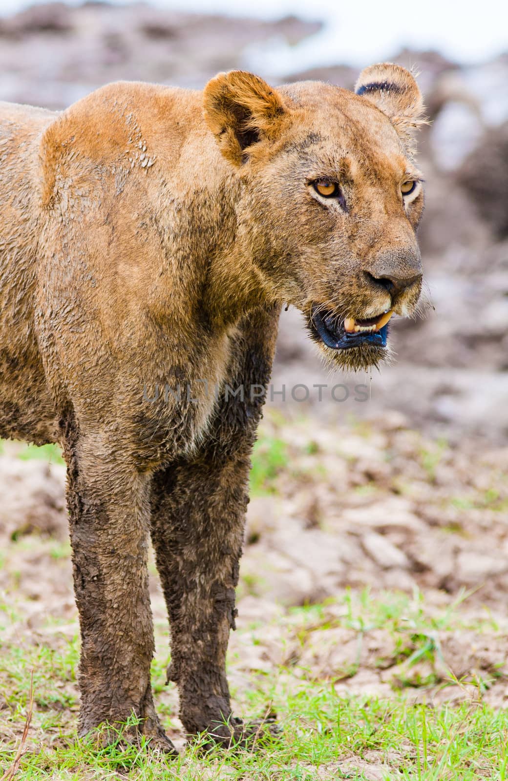Close up of a Lioness hunting in the wild
