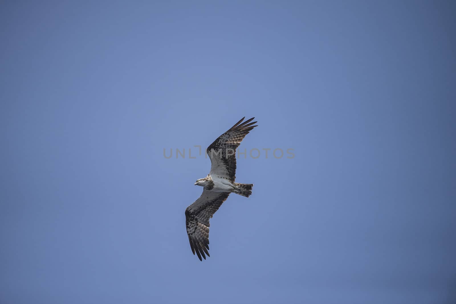 a beautiful day in a boat at five sea, flying osprey, pandion ha by steirus