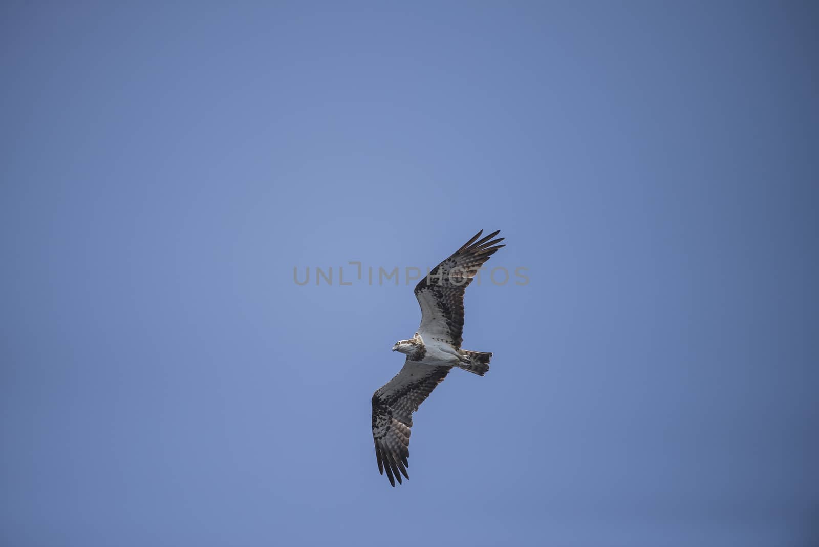 a beautiful day in a boat at five sea, flying osprey, pandion ha by steirus