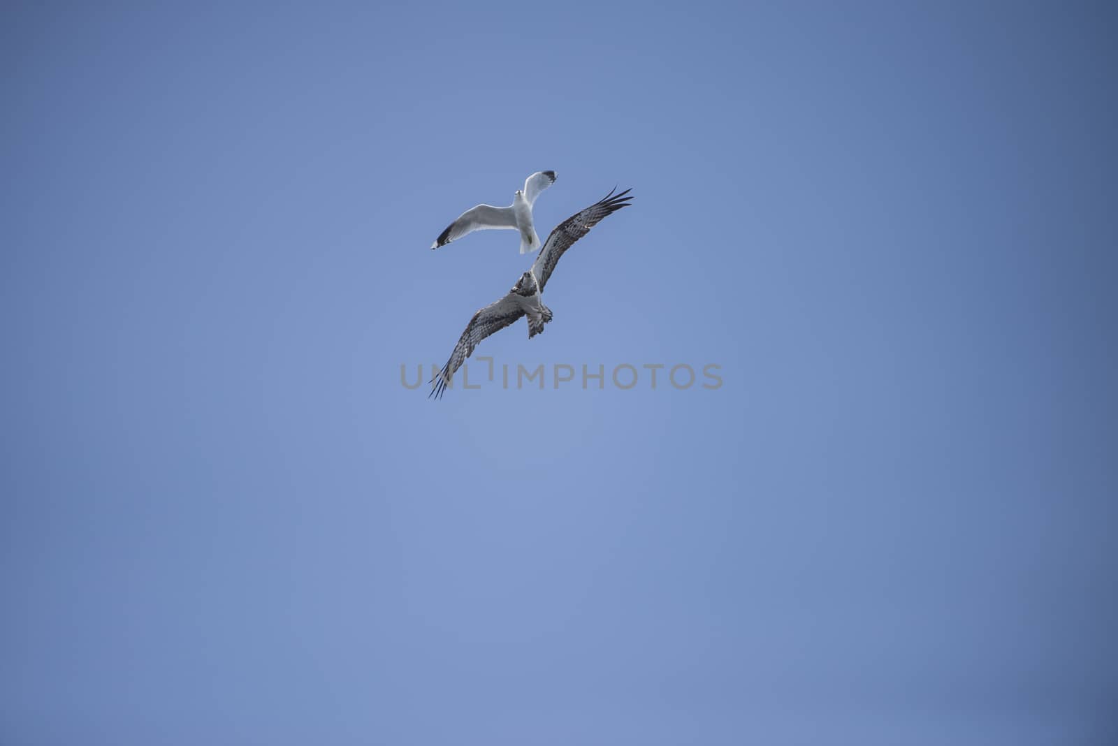 a beautiful day in a boat at five sea, flying osprey, pandion ha by steirus