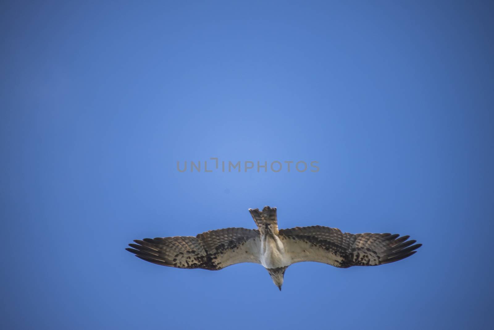 a beautiful day in a boat at five sea, flying osprey, pandion ha by steirus