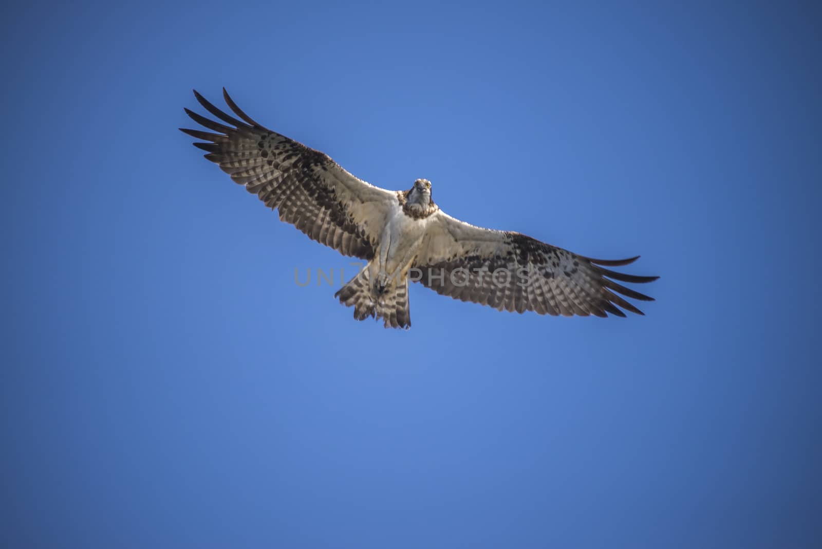 Five sea (in Norwegian Femsj��en) is a lake located in the municipality of Halden, Norway. My son and I were on a photo safari, hoping to get pictures of Osprey that breed in a tree on a small island in Five sea