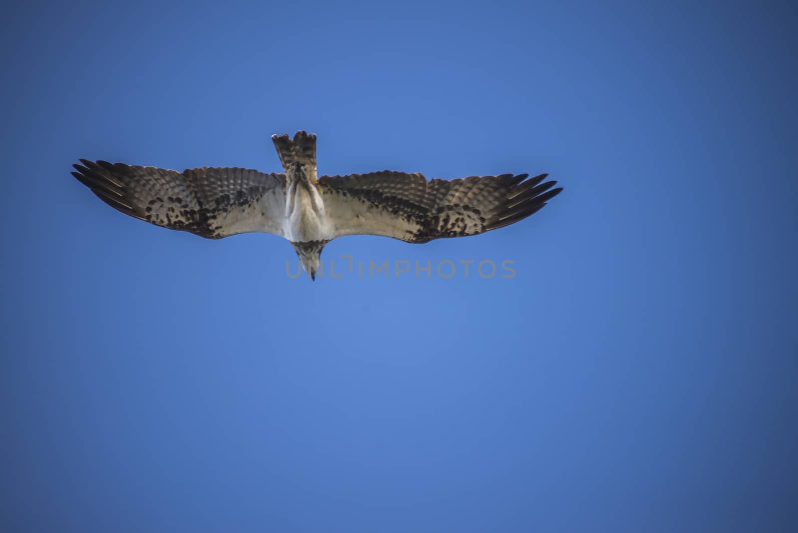 a beautiful day in a boat at five sea, flying osprey, pandion ha by steirus