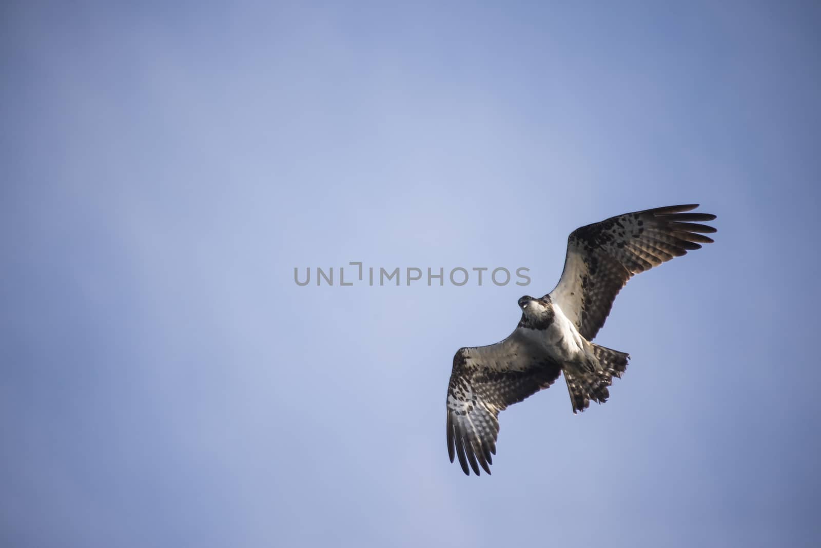 Five sea (in Norwegian Femsj��en) is a lake located in the municipality of Halden, Norway. My son and I were on a photo safari, hoping to get pictures of Osprey that breed in a tree on a small island in Five sea