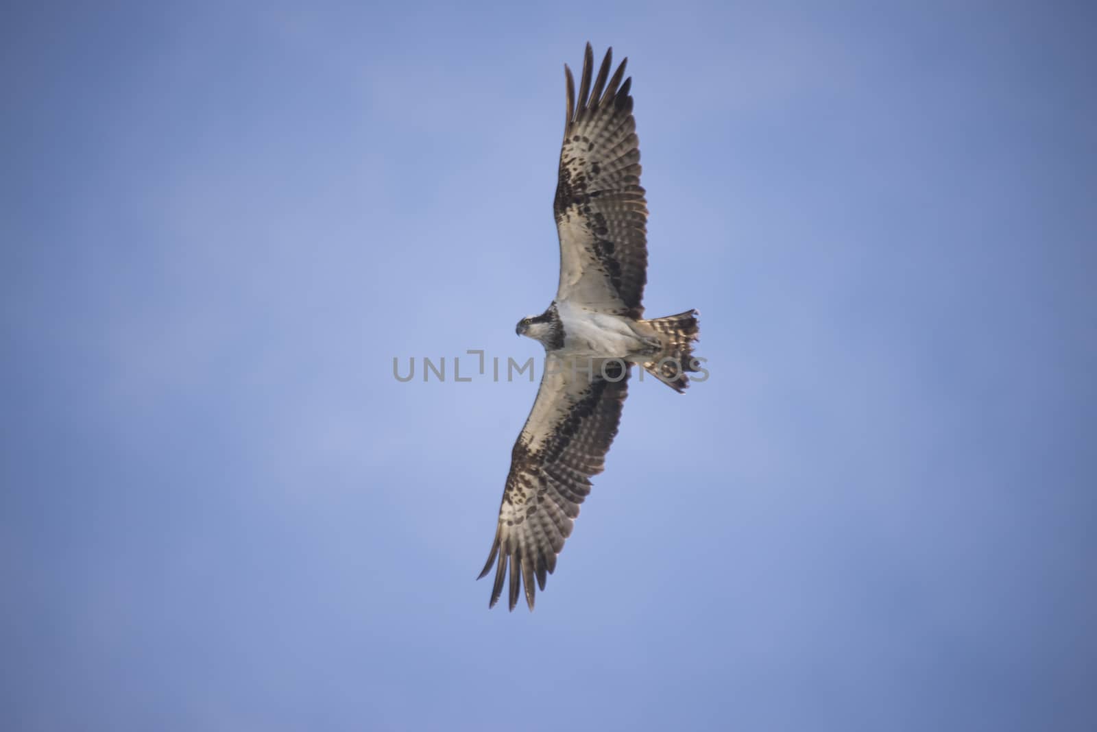 a beautiful day in a boat at five sea, flying osprey, pandion ha by steirus