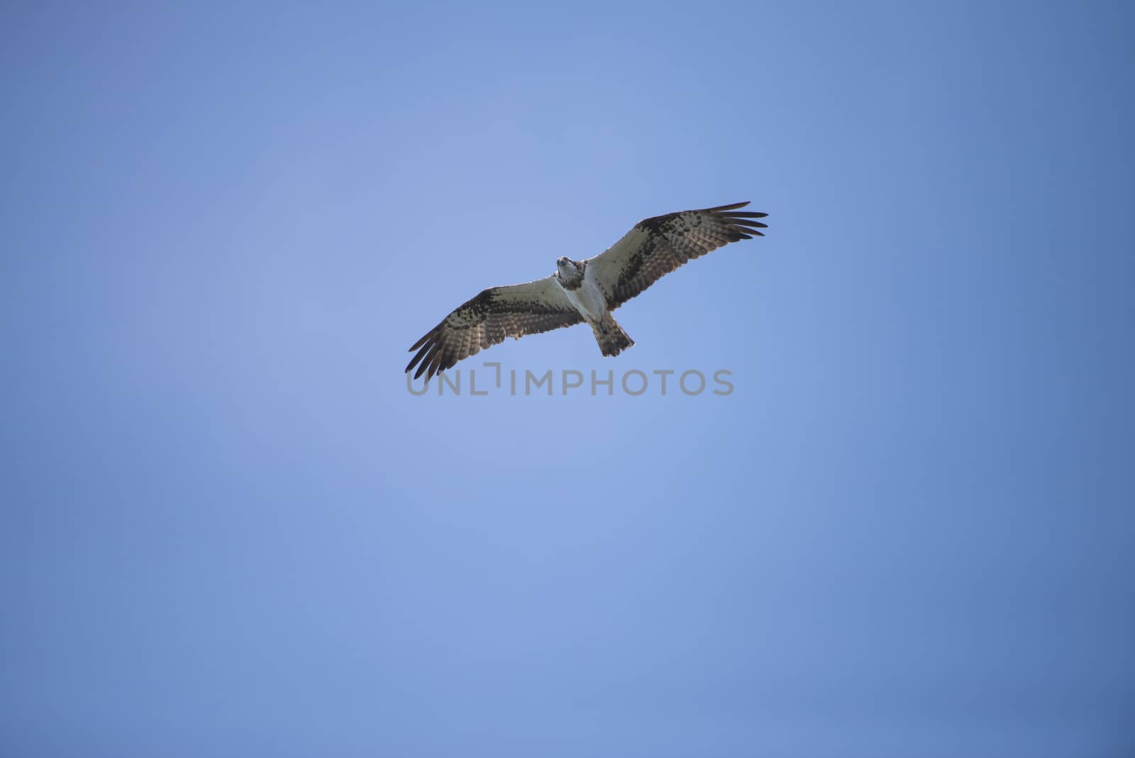 Five sea (in Norwegian Femsj��en) is a lake located in the municipality of Halden, Norway. My son and I were on a photo safari, hoping to get pictures of Osprey that breed in a tree on a small island in Five sea