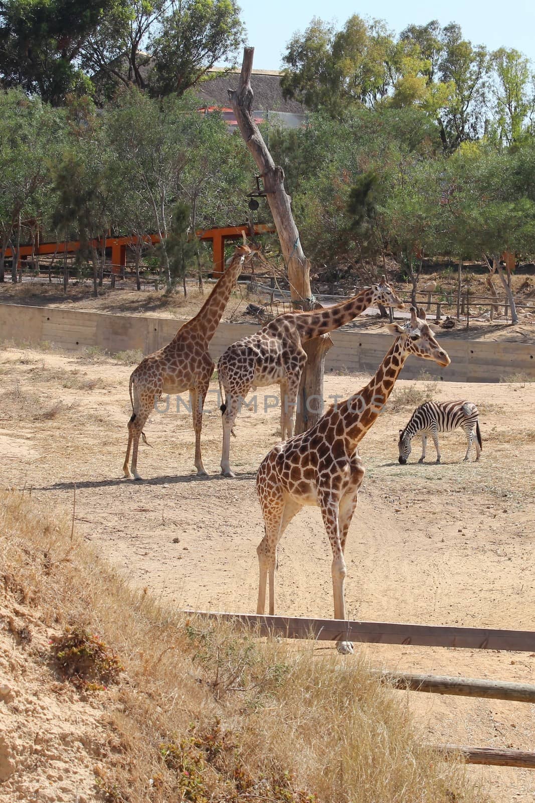 Three giraffe and zebra in the aviary