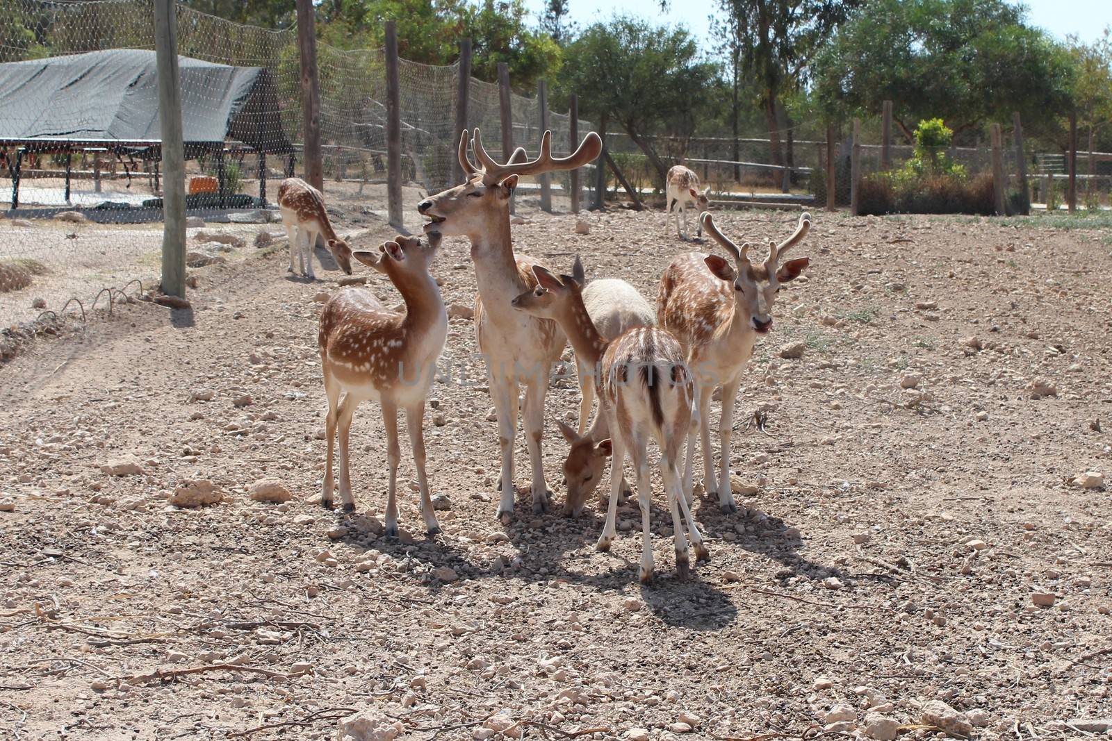 The family of seven sika deer. In the aviary