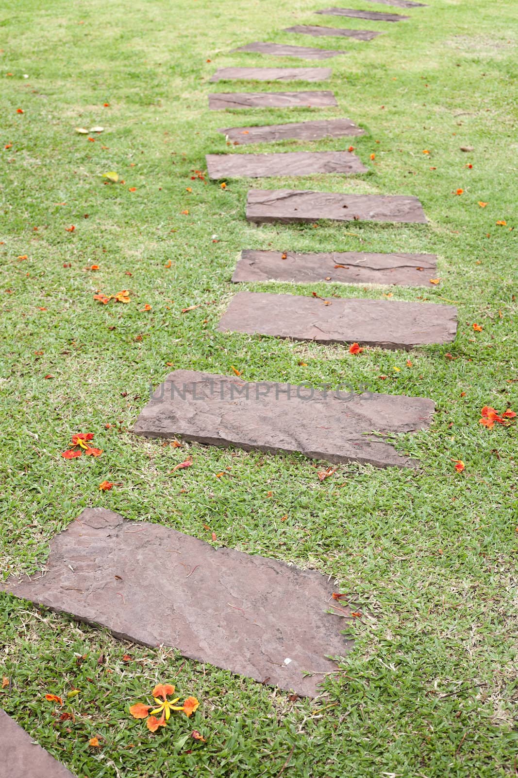 Stone path in tropical garden