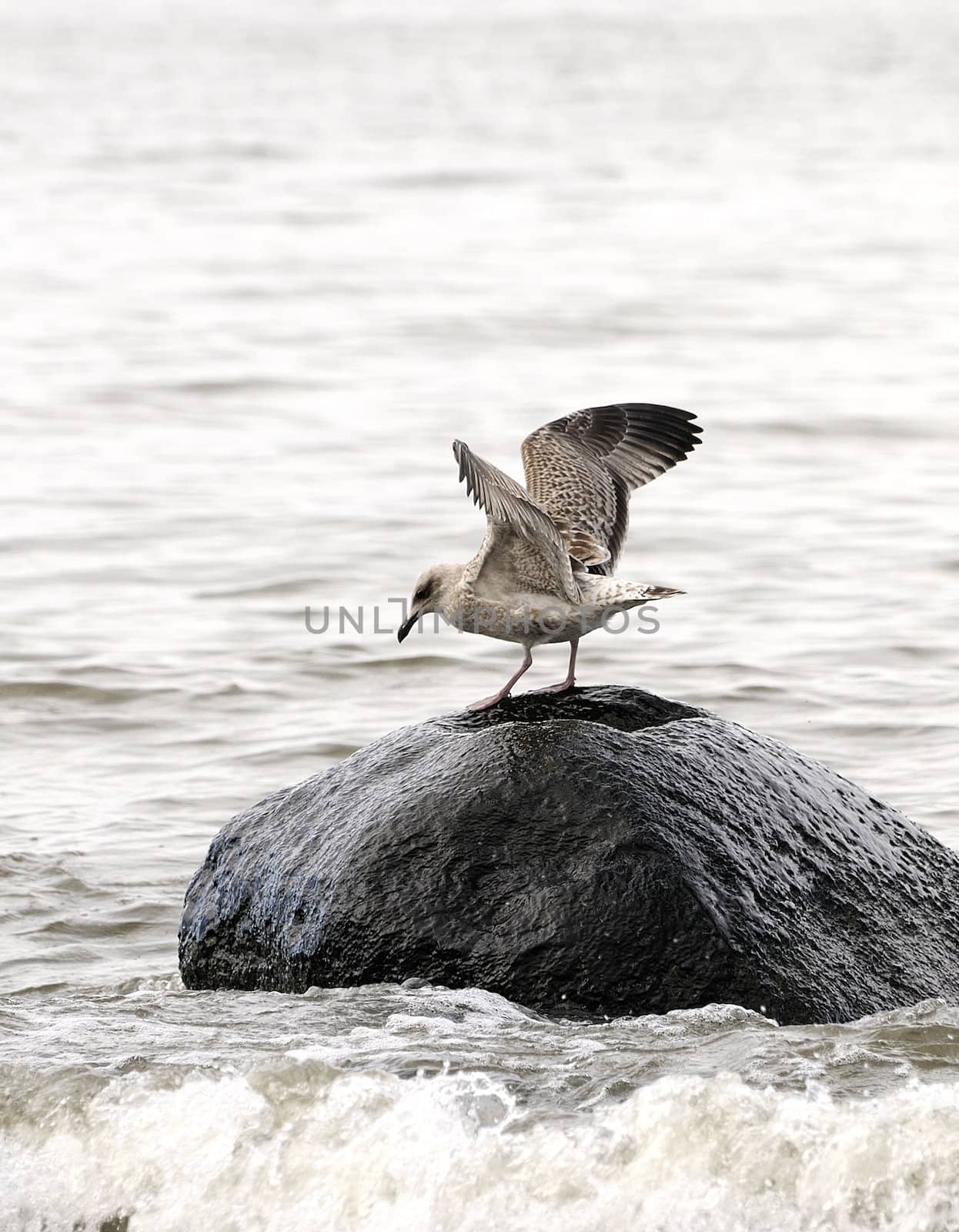 Seagull on a stone in sea by Severas
