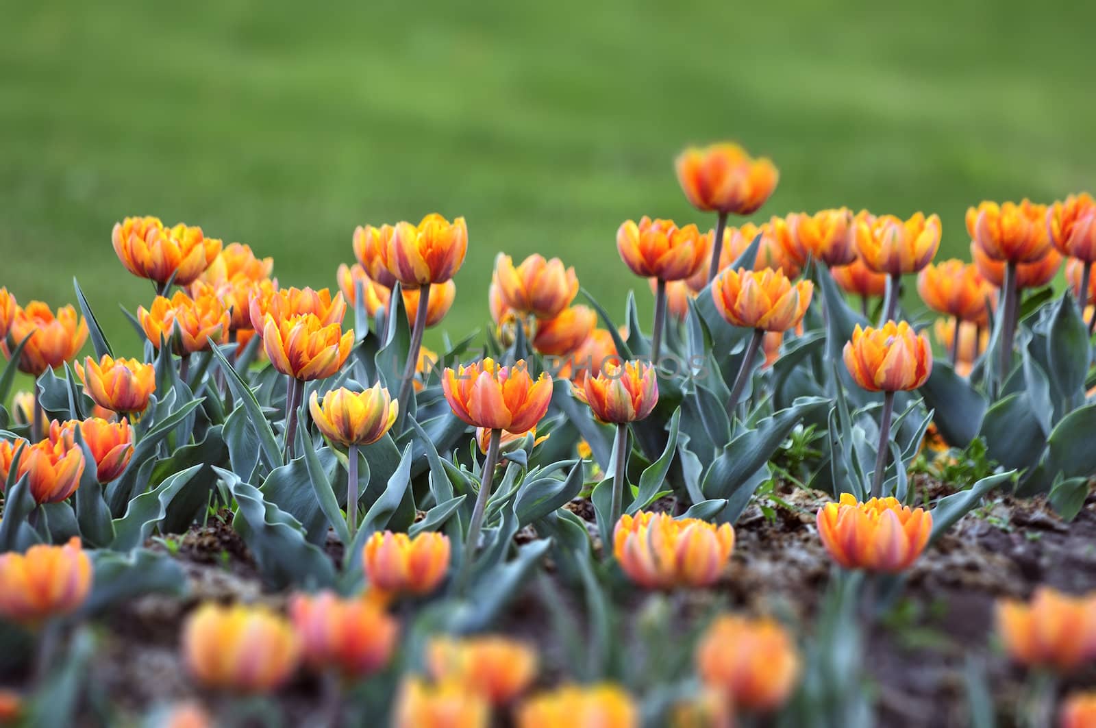 A double-late tulip or “peony” tulip, as they are often called, Orange Princess represents perfection among its kind.