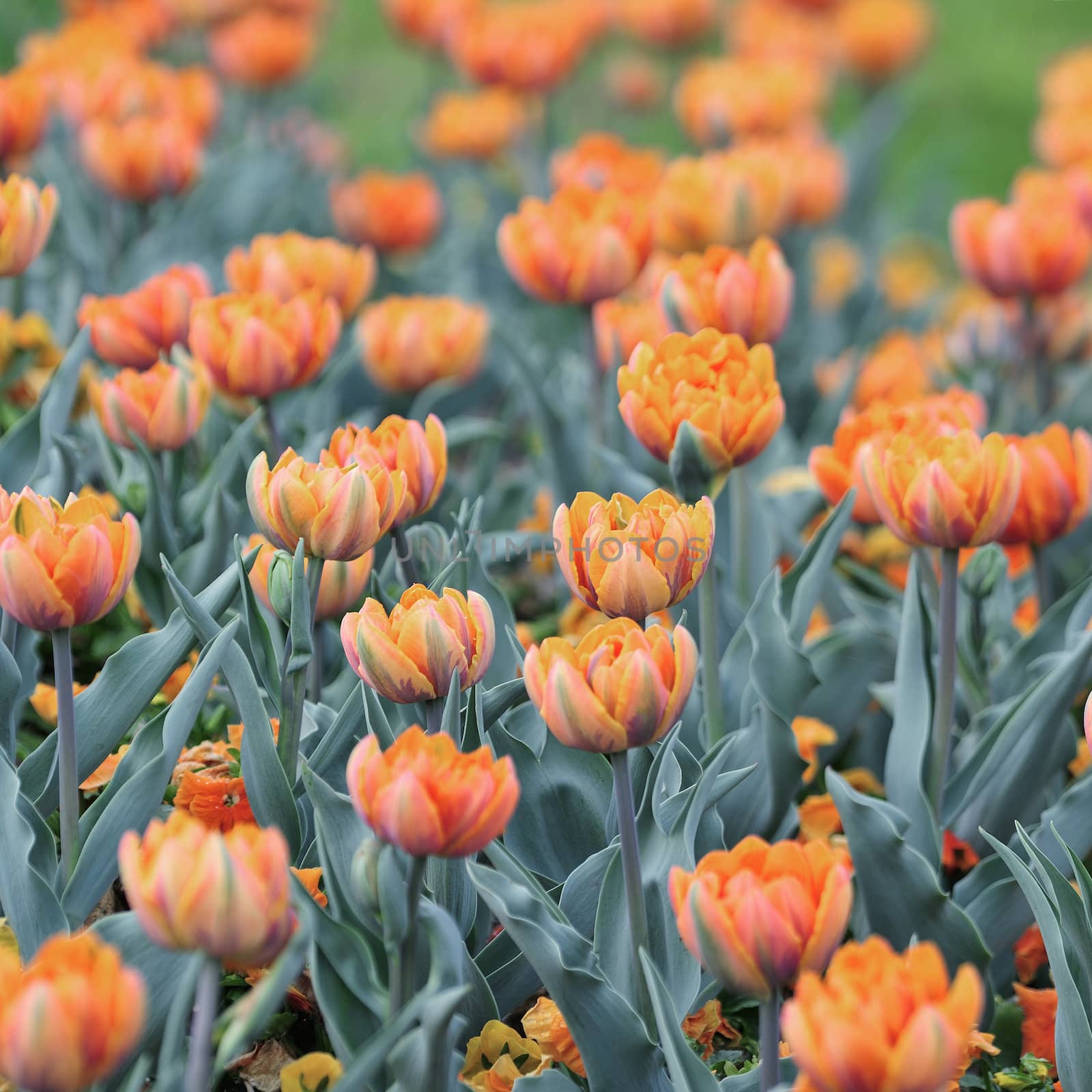 A double-late tulip or “peony” tulip, as they are often called, Orange Princess represents perfection among its kind.