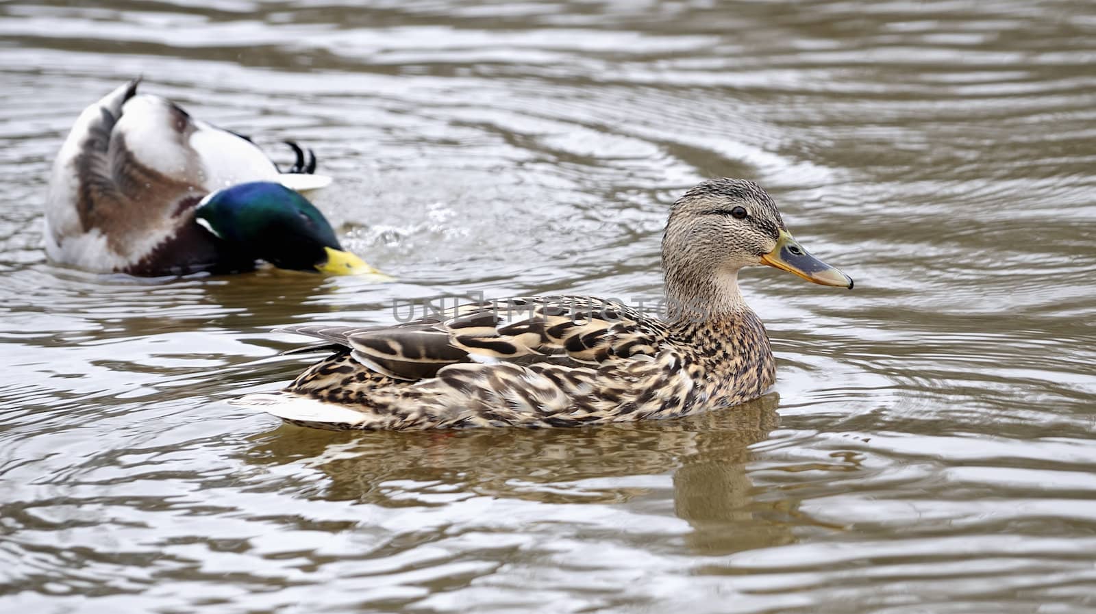 Mallard Ducks pair in Neris river. Cloudy spring day