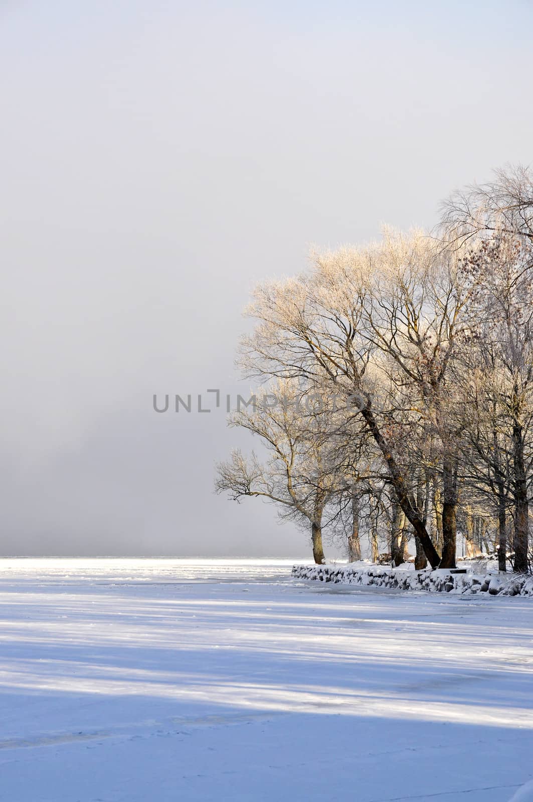 Trees with hoarfrost by a frozen lake.
