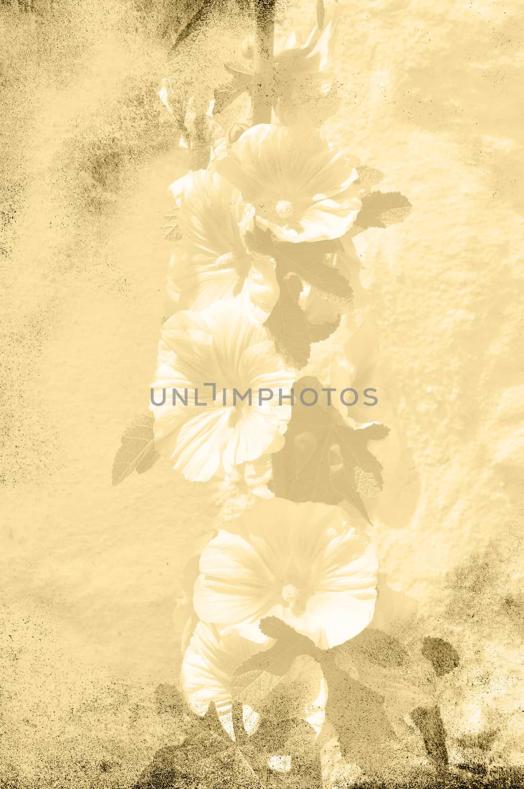Hollyhock in textured grungy sepia