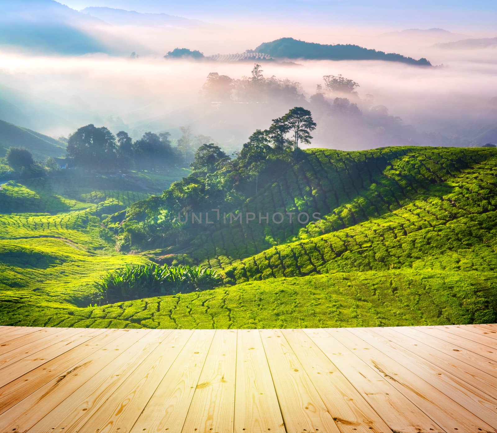 Wood floor over tea Plantations at Cameron Highlands Malaysia. Sunrise in early morning with fog.