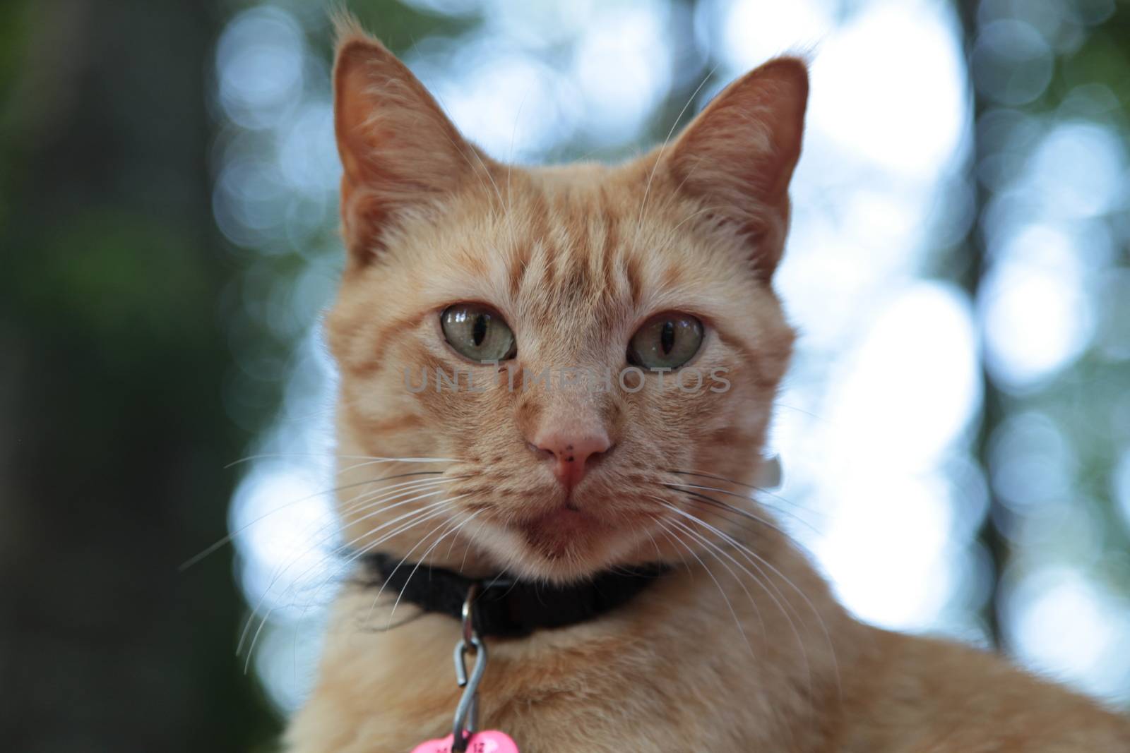 Closeup of Gold Cat with blurred background