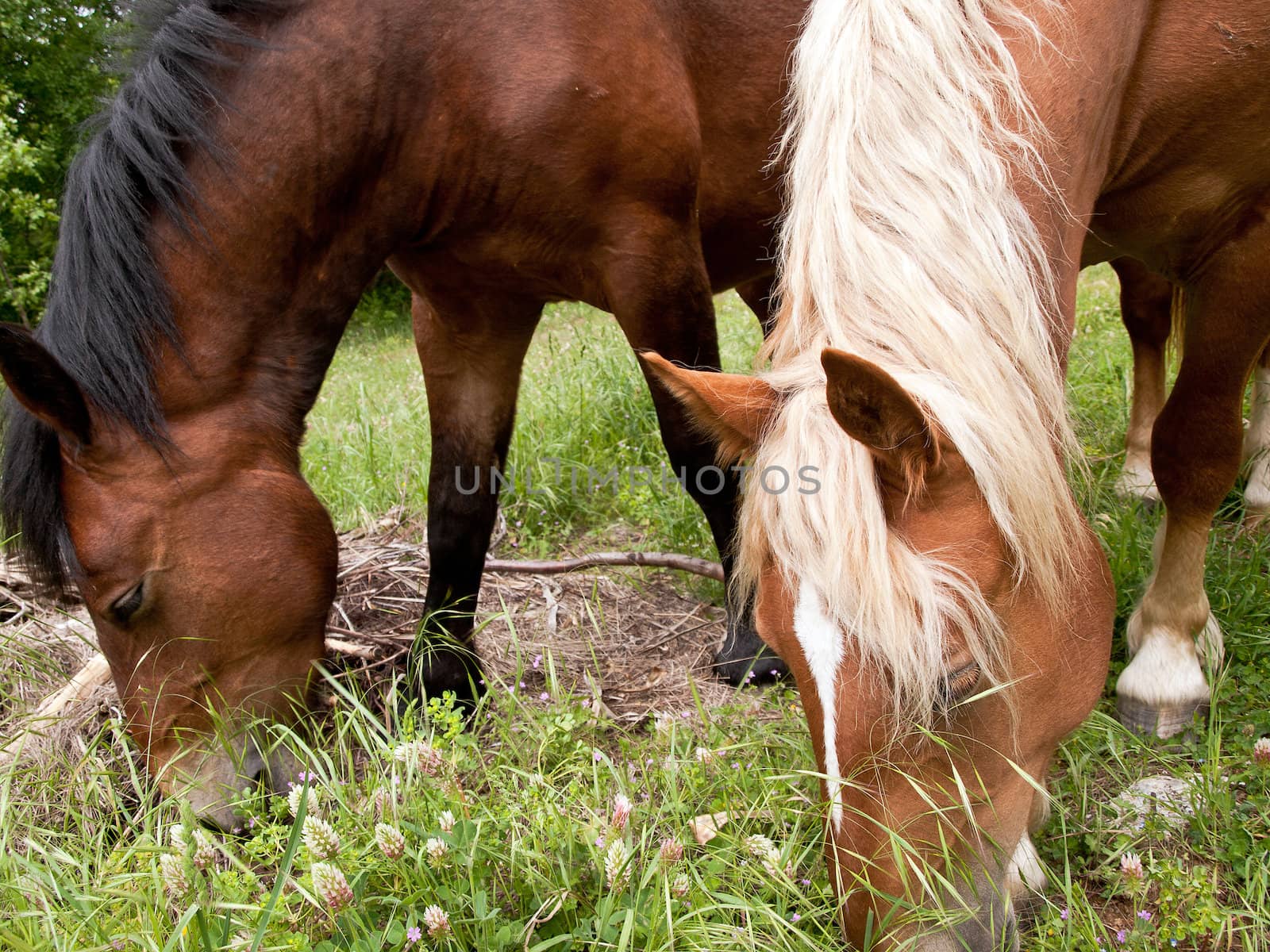 two horses in spring pasture