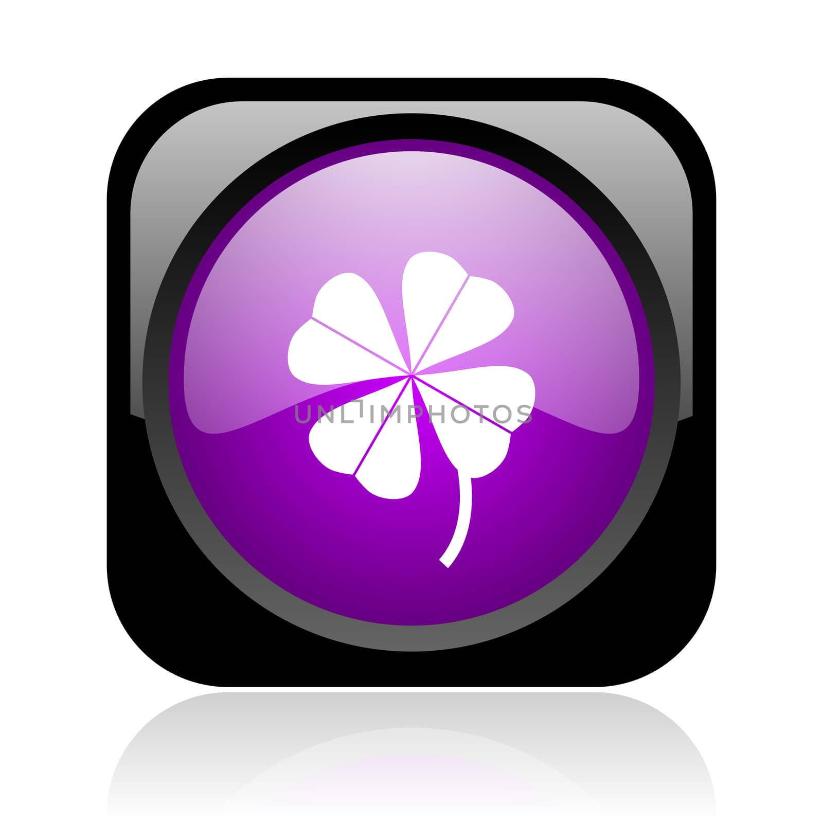 four-leaf clover black and violet square web glossy icon