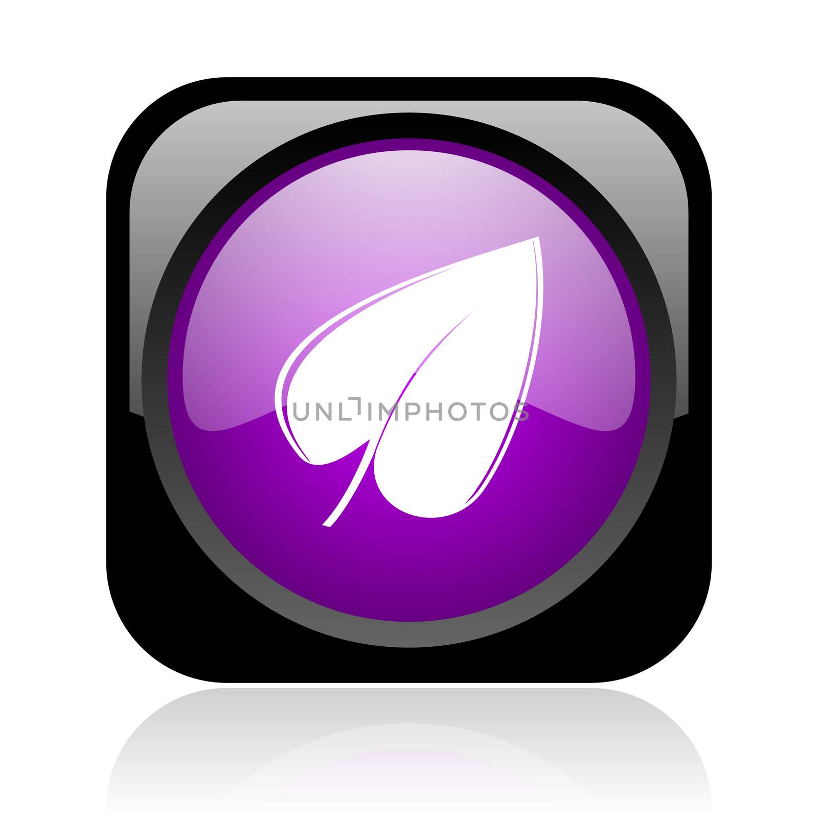 leaf black and violet square web glossy icon