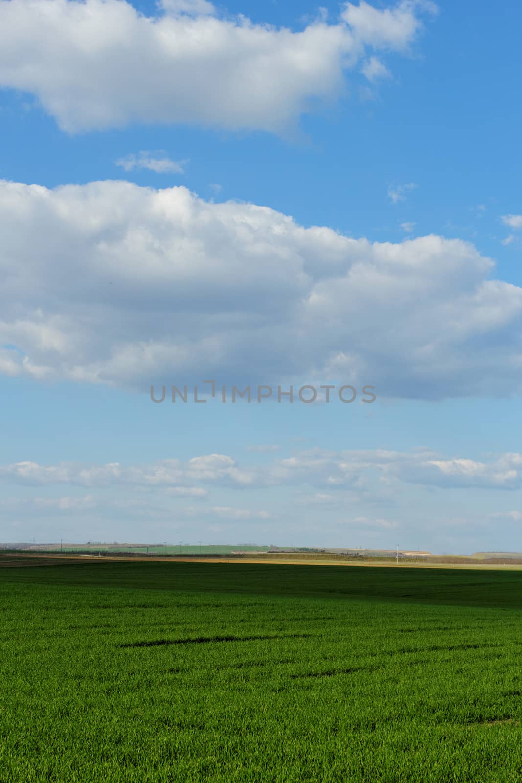 wheat field under the blue cloudy sky by NagyDodo