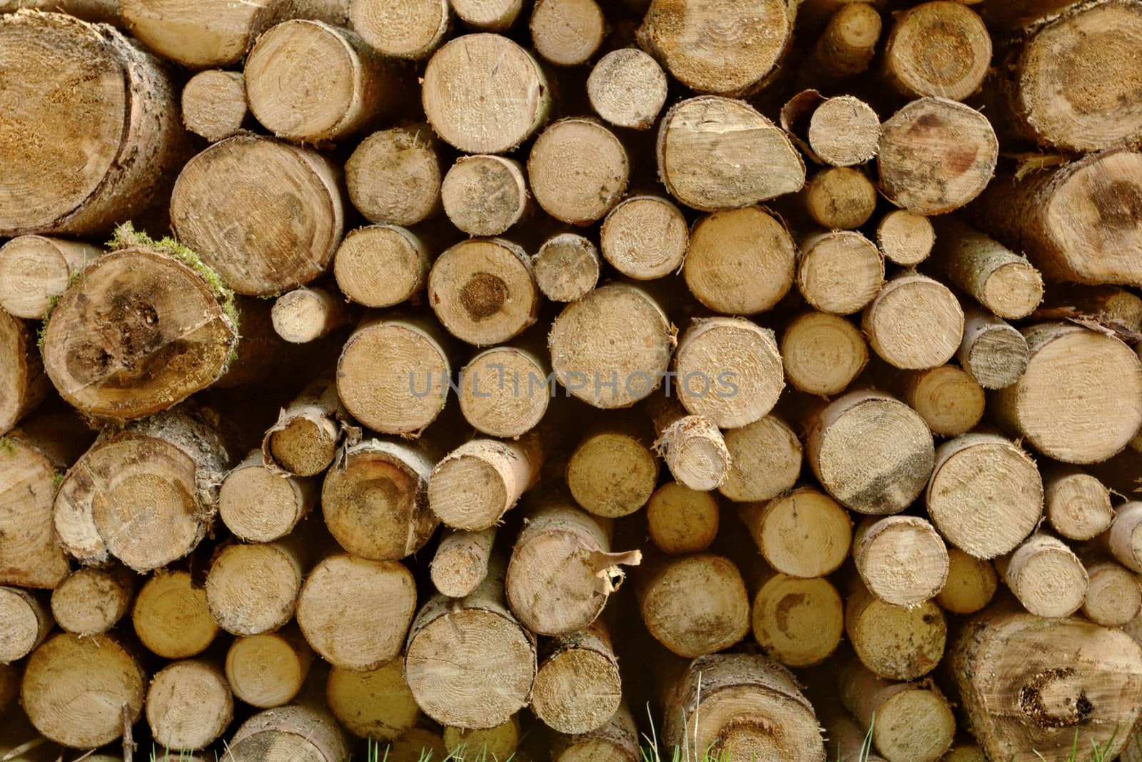 Pile of chopped fire wood prepared for winter