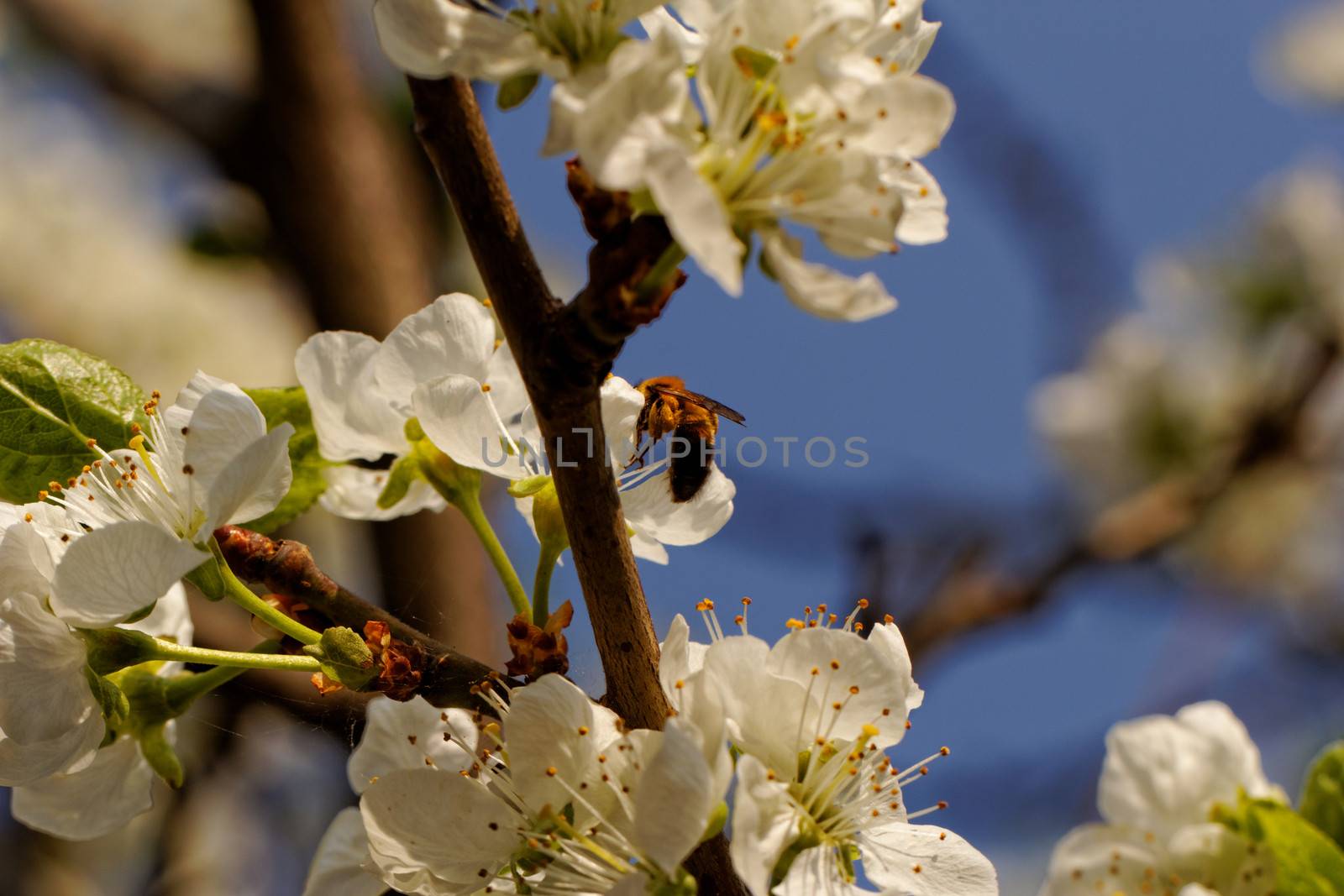 blossom cherry tree with bee by NagyDodo