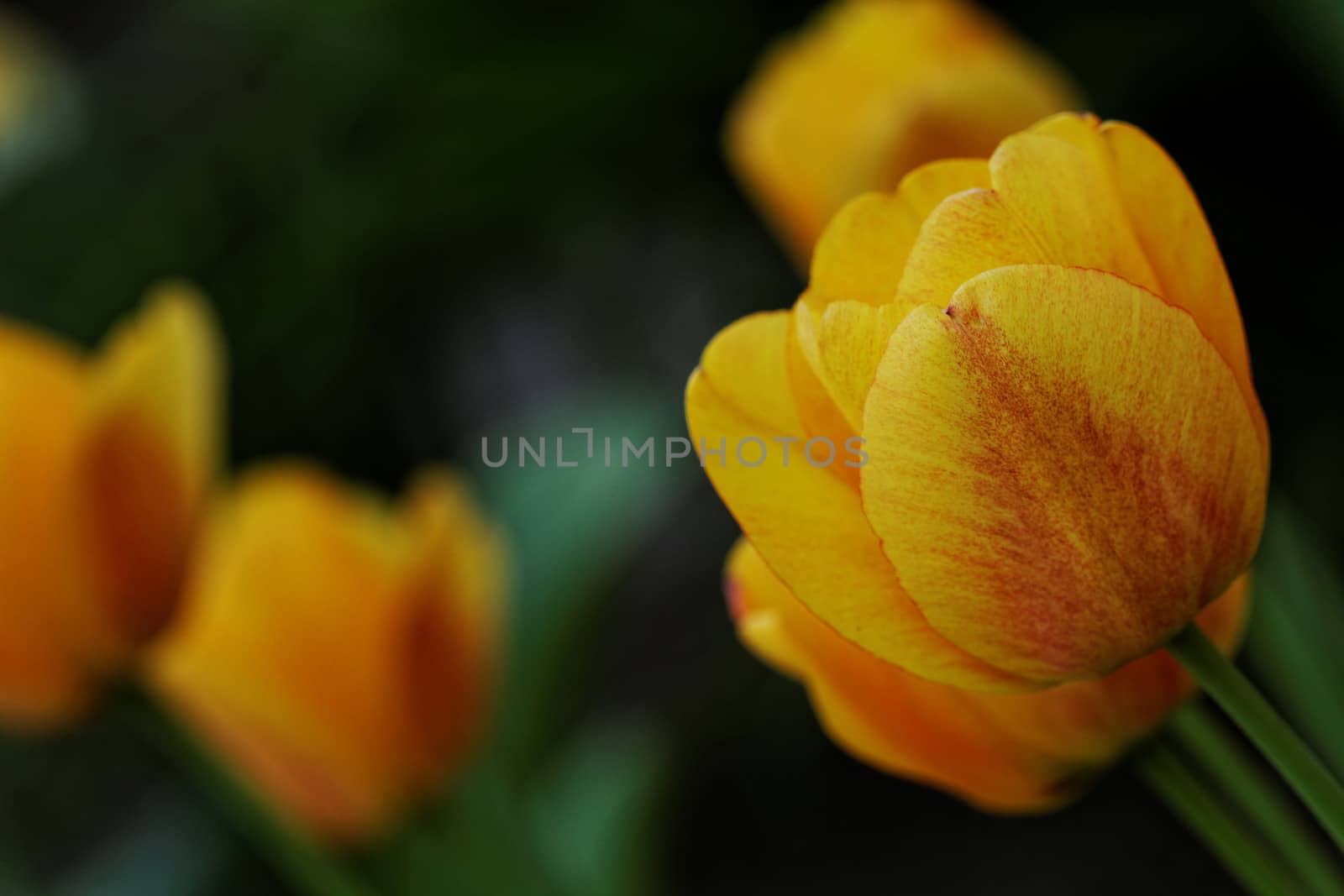yellow tulips by NagyDodo