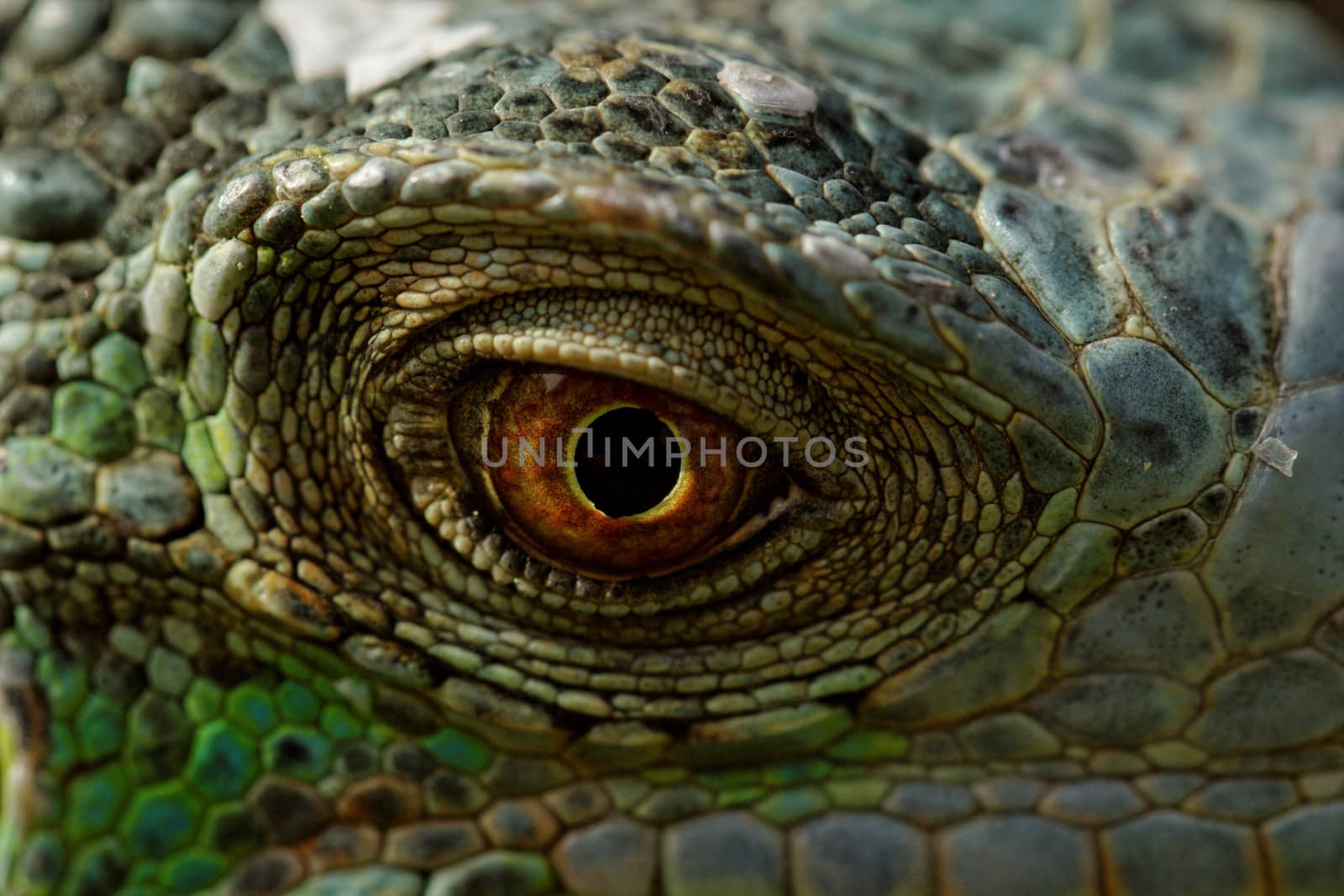 macro of a fantastic green iguana eye