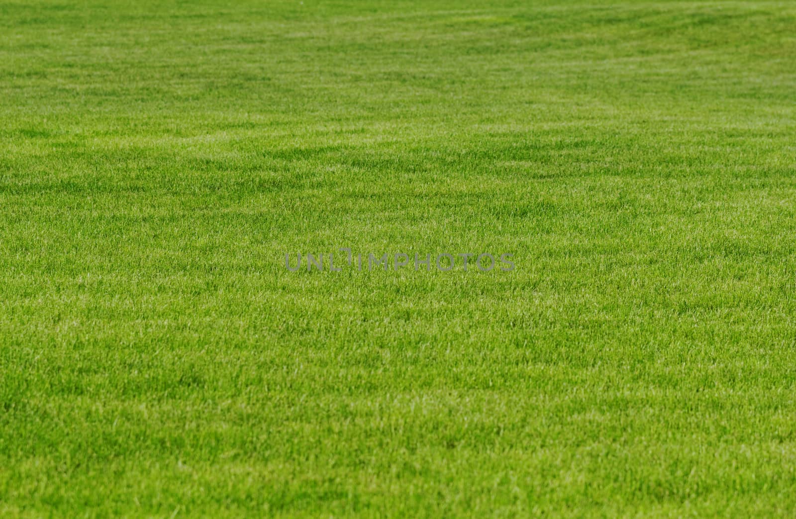 grass texture as background