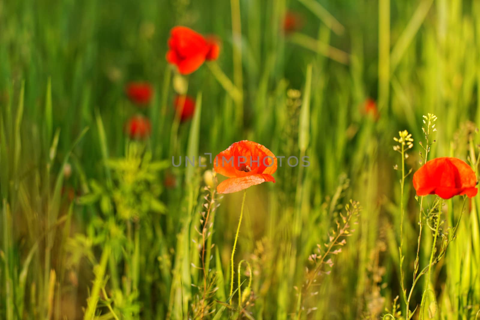 Huge red colored poppy field