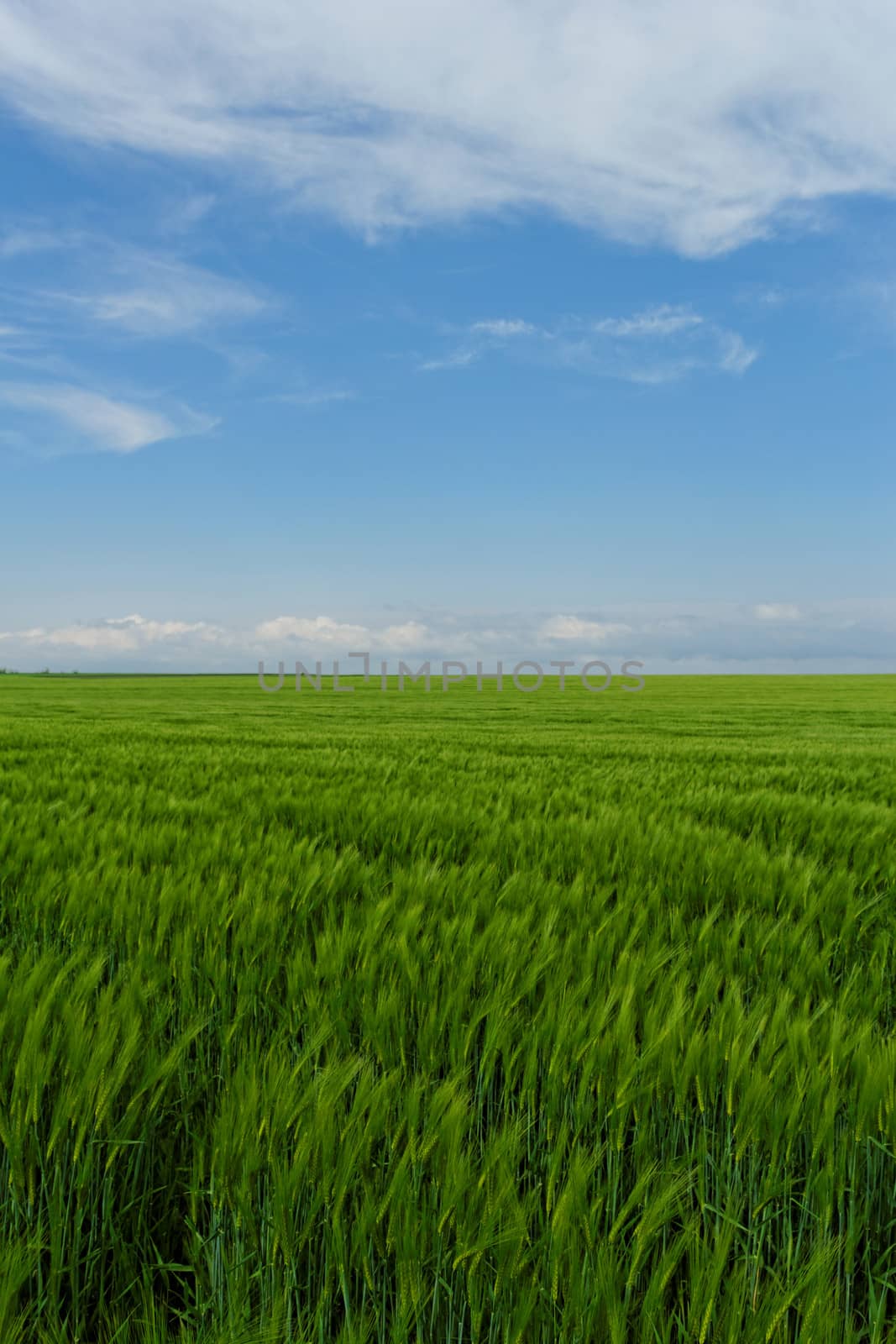 wheat field under the blue cloudy sky by NagyDodo