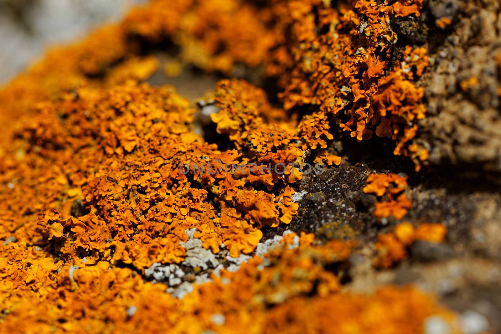 Macro photo of the mushroom on the rocks