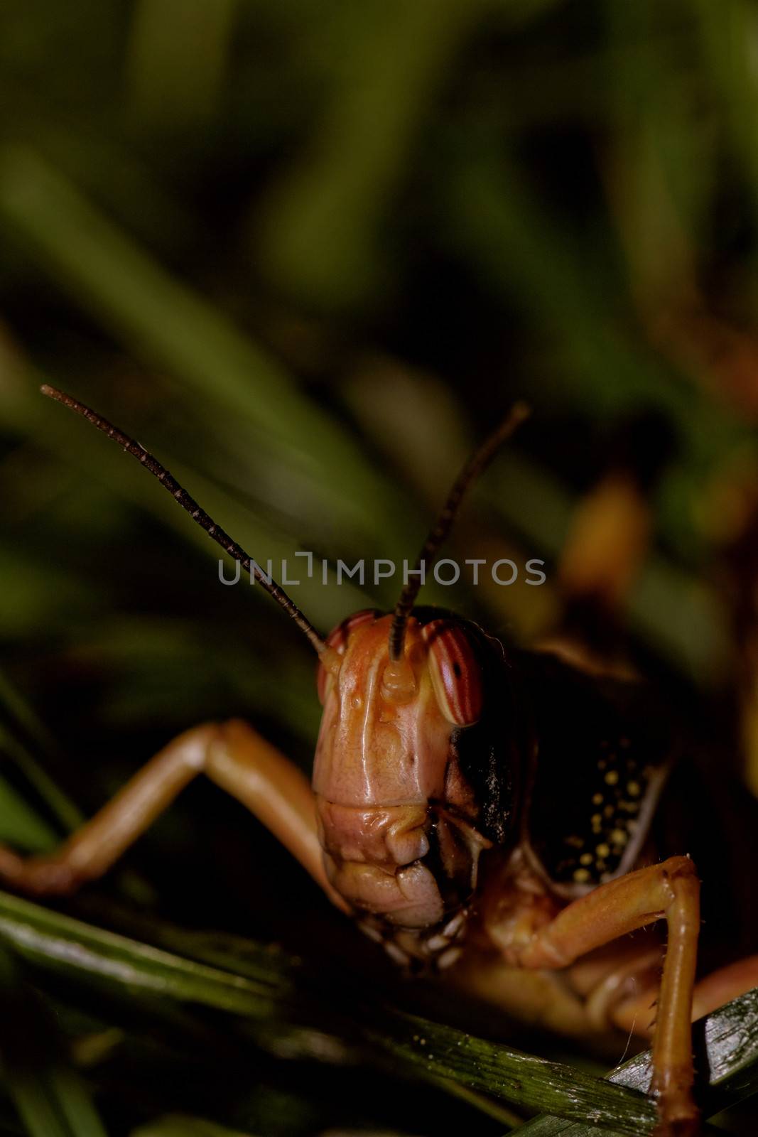 one locust eating the grass in the nature