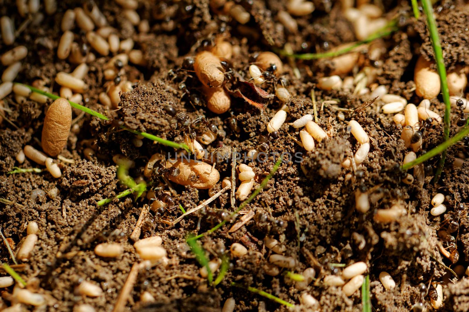 in the anthill moving ants the eggs