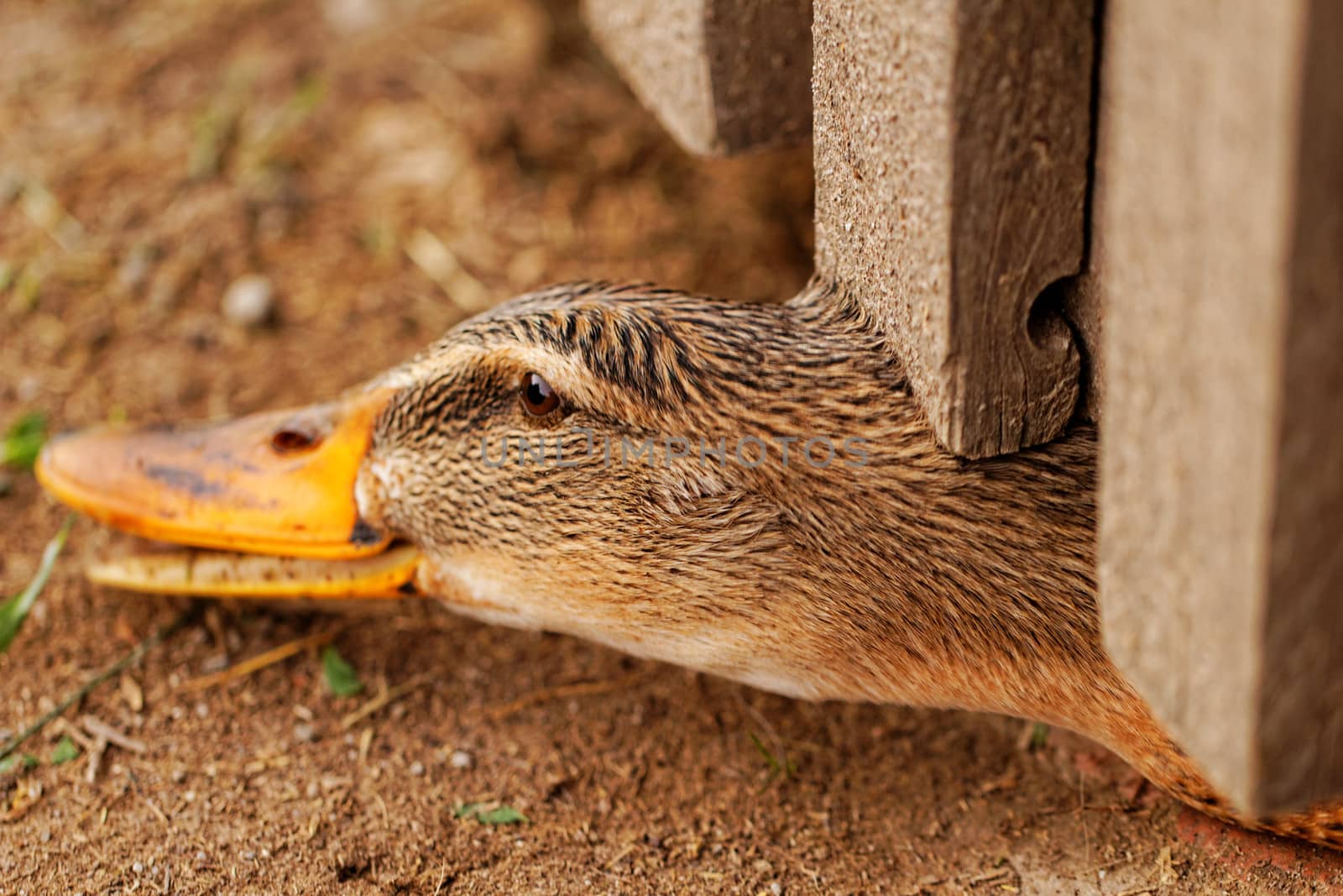 Domestic duck with brown eyes on a farm