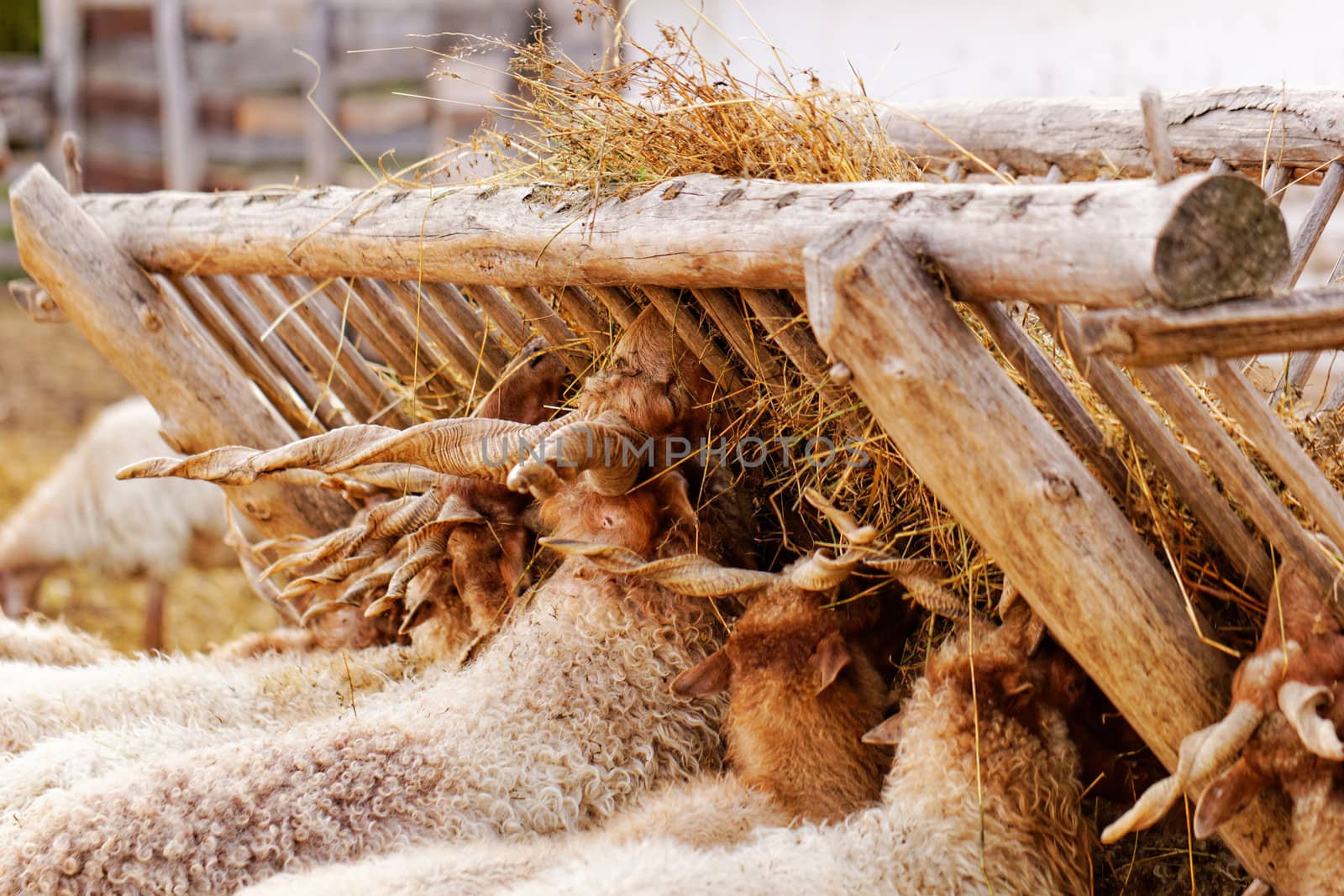 many goats with horn eating on the farm 