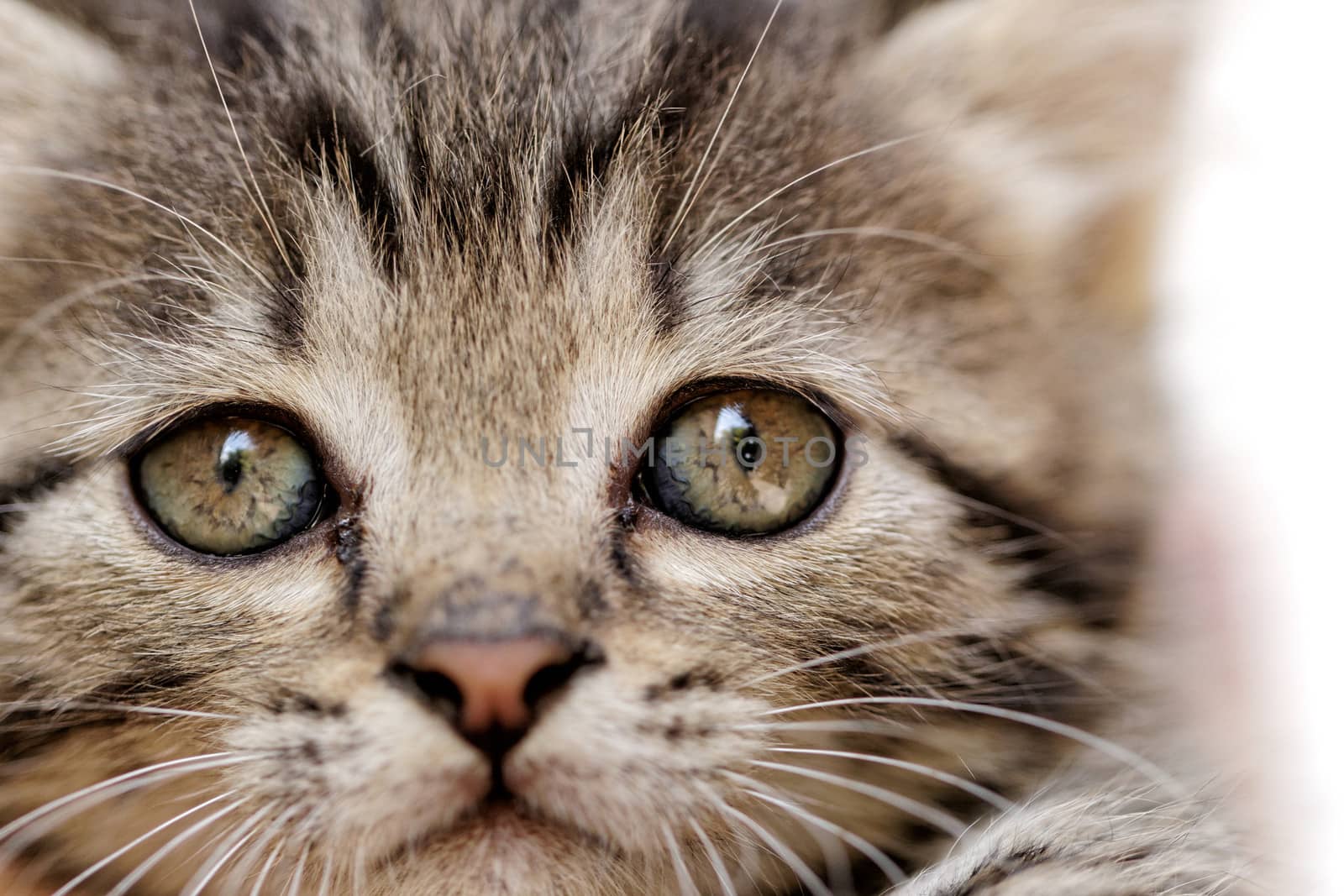 close up on a kittens face portrait